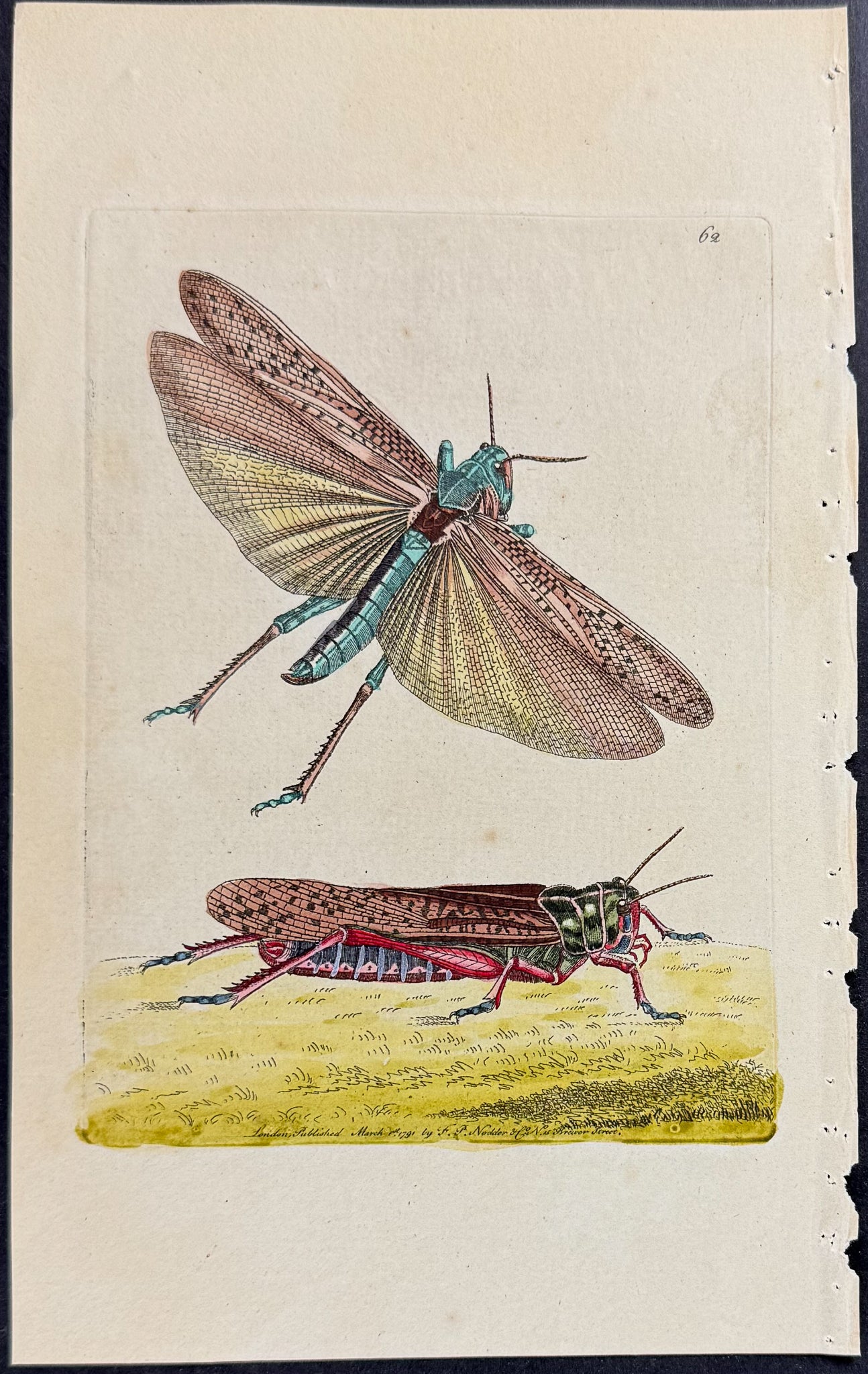 Migratory or Wandering Locust