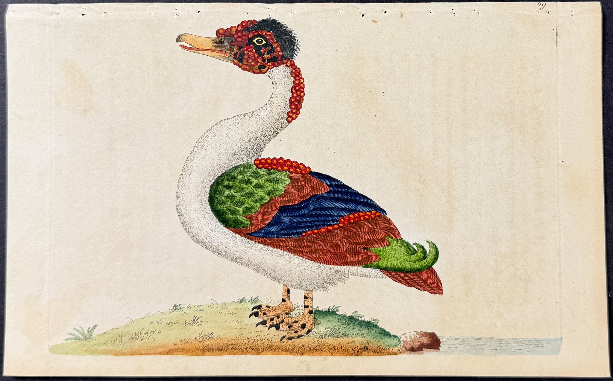 Merian Duck