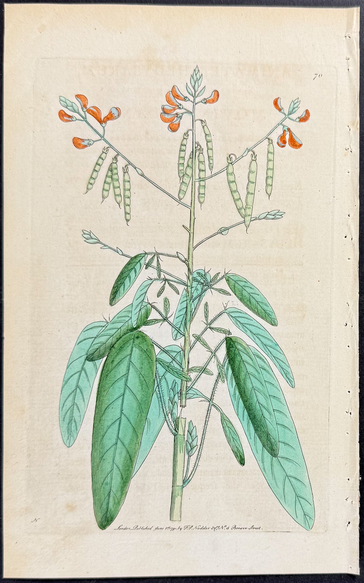Finger-shaped Pennatula