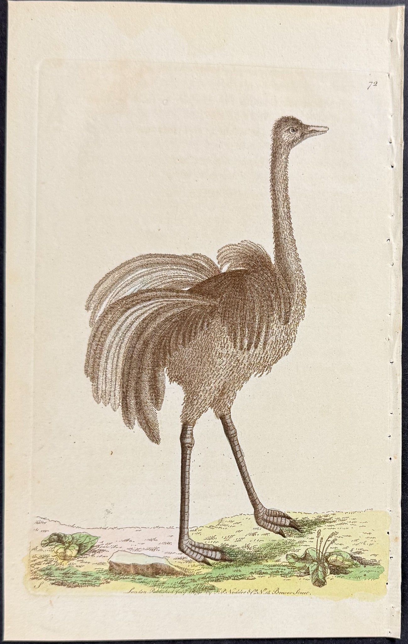 American Ostrich