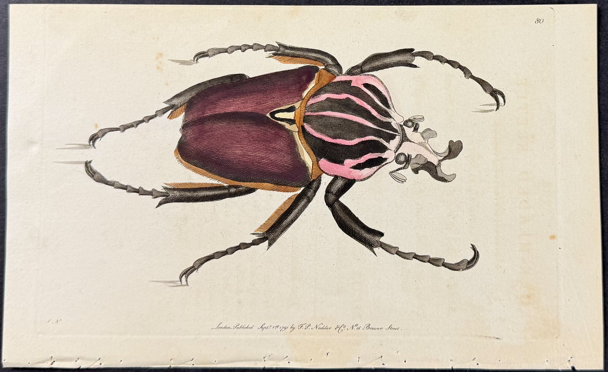 Fork-headed Beetle