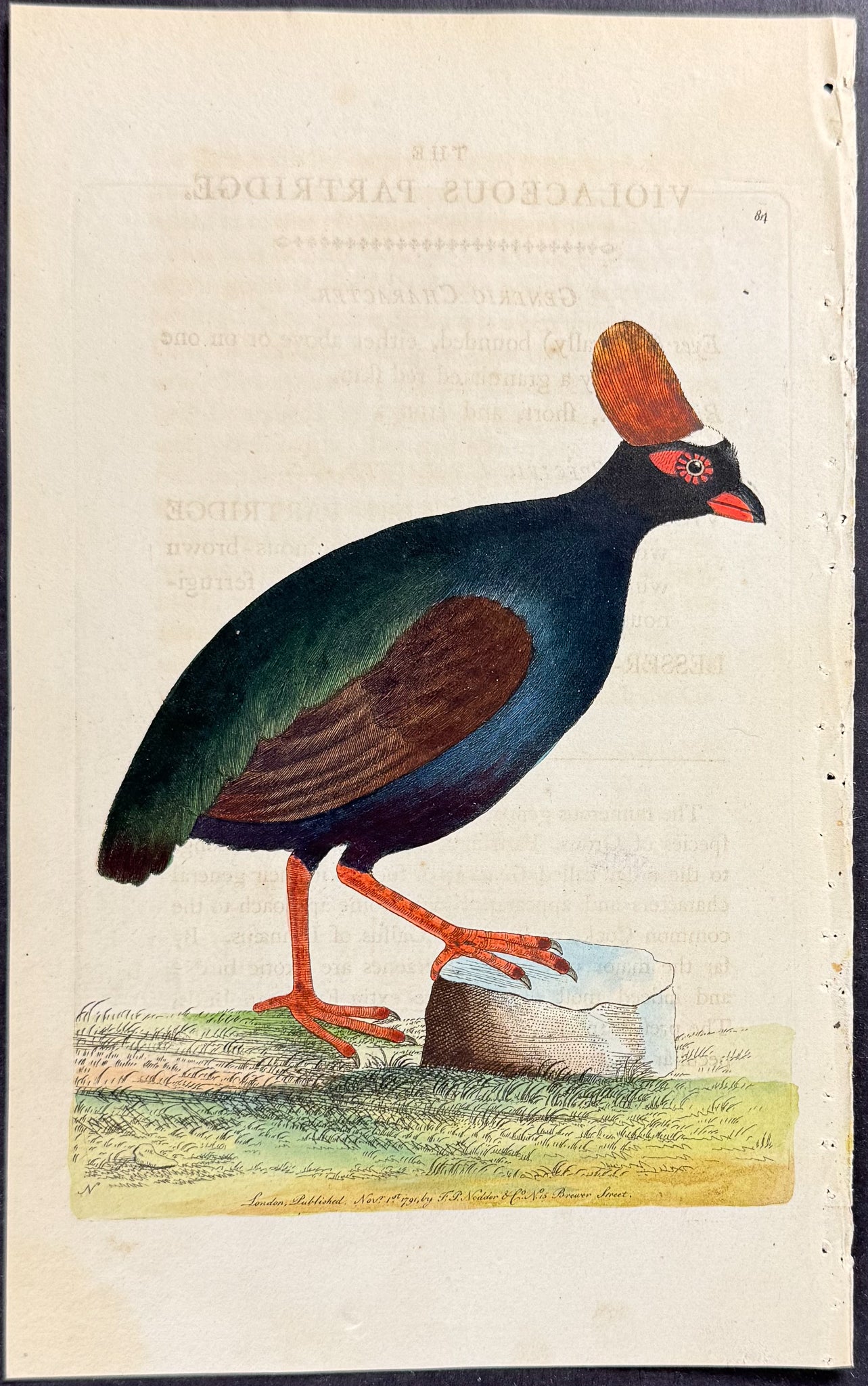 Violaceous Partridge