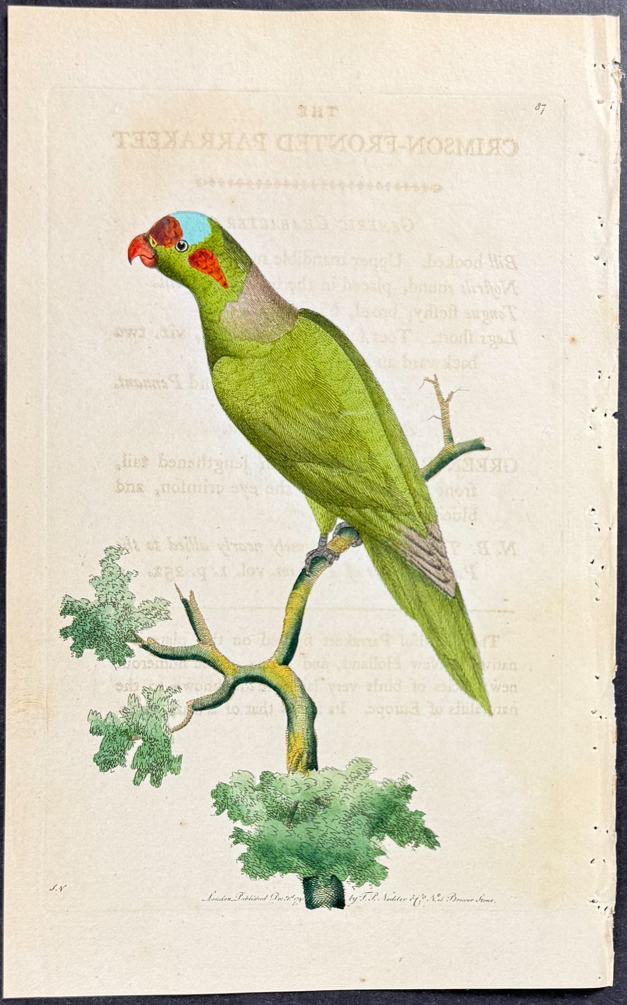 Crimson-fronted Parrakeet