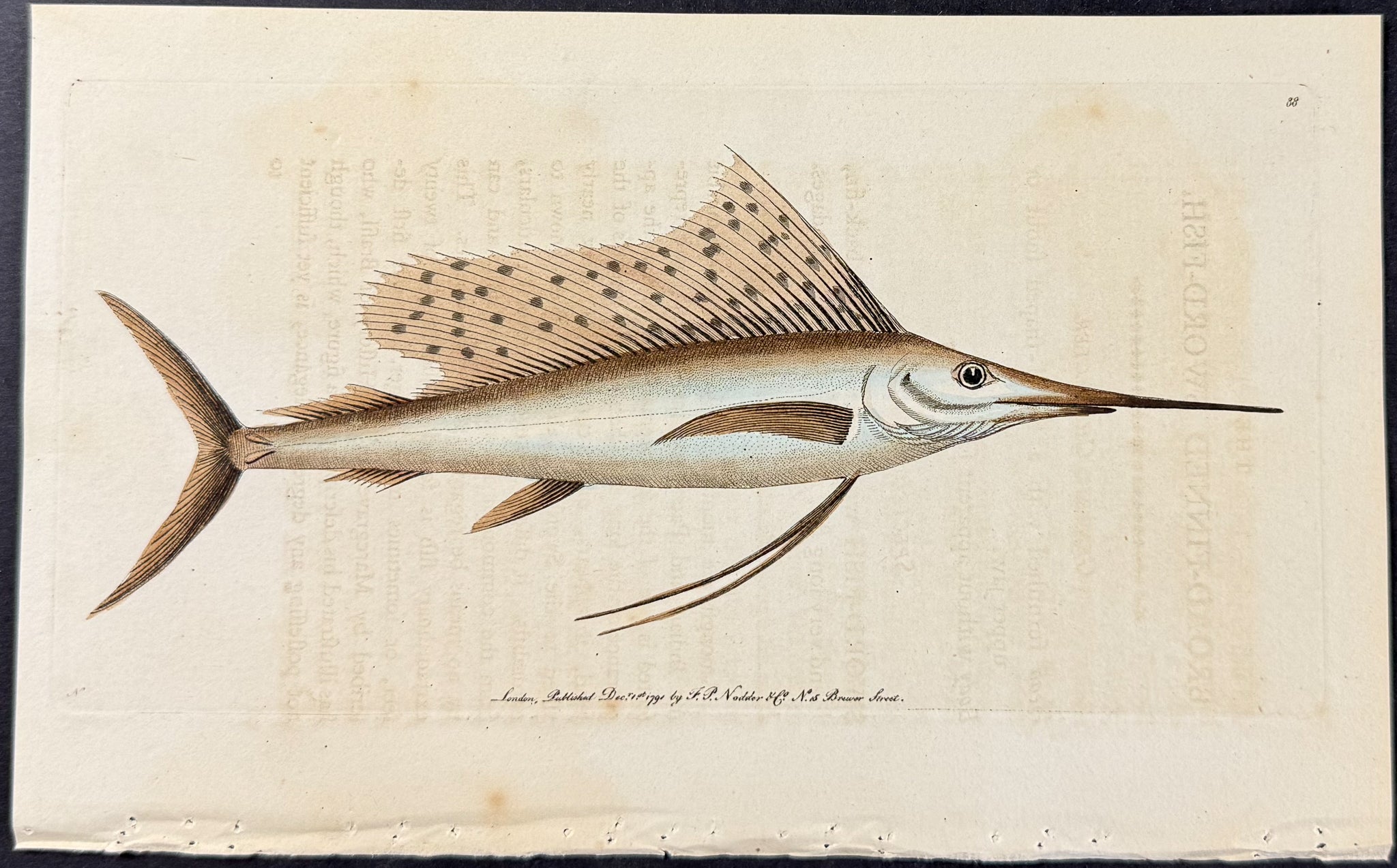 Broad-finned Sword-Fish