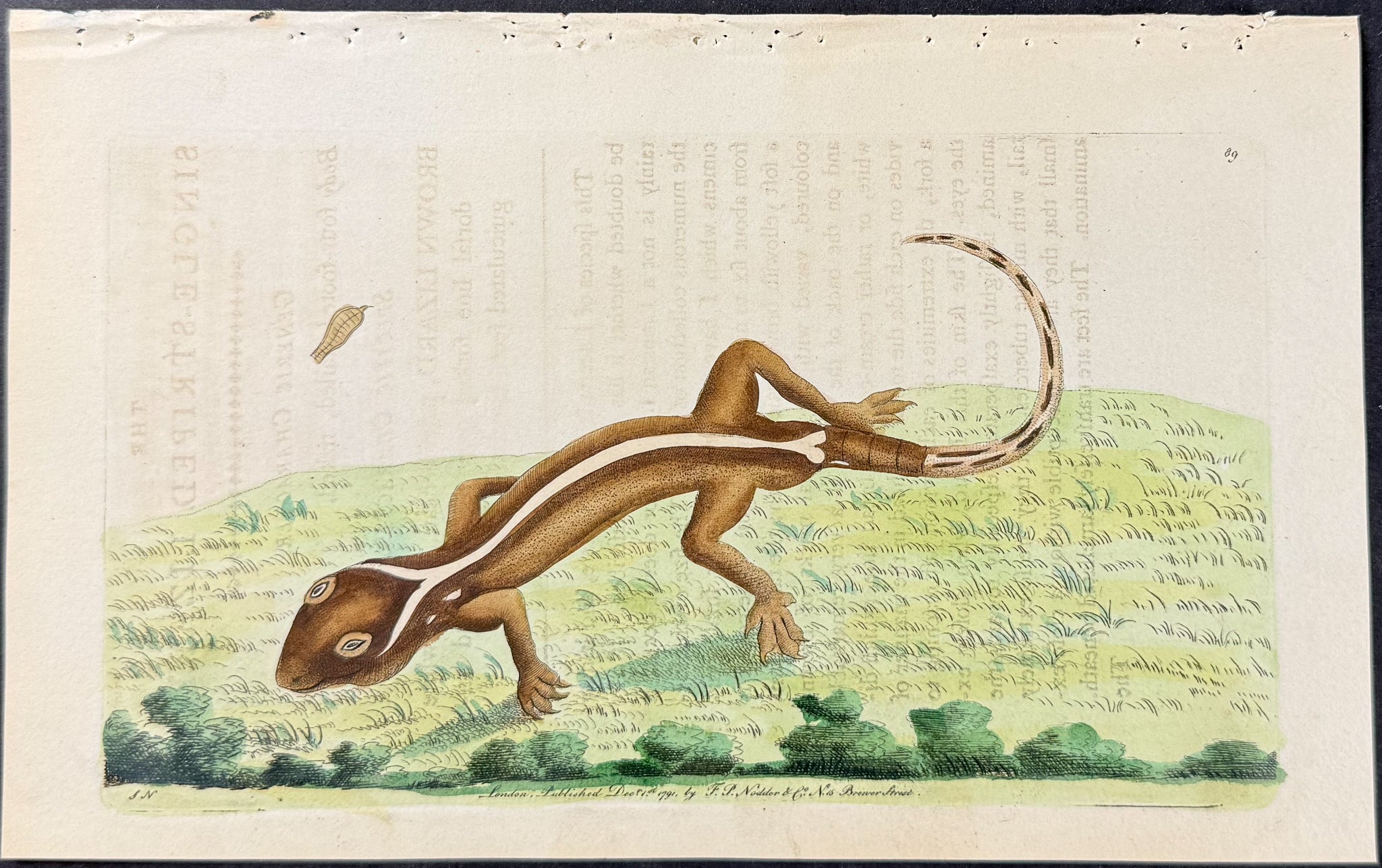 Single-Striped Lizard