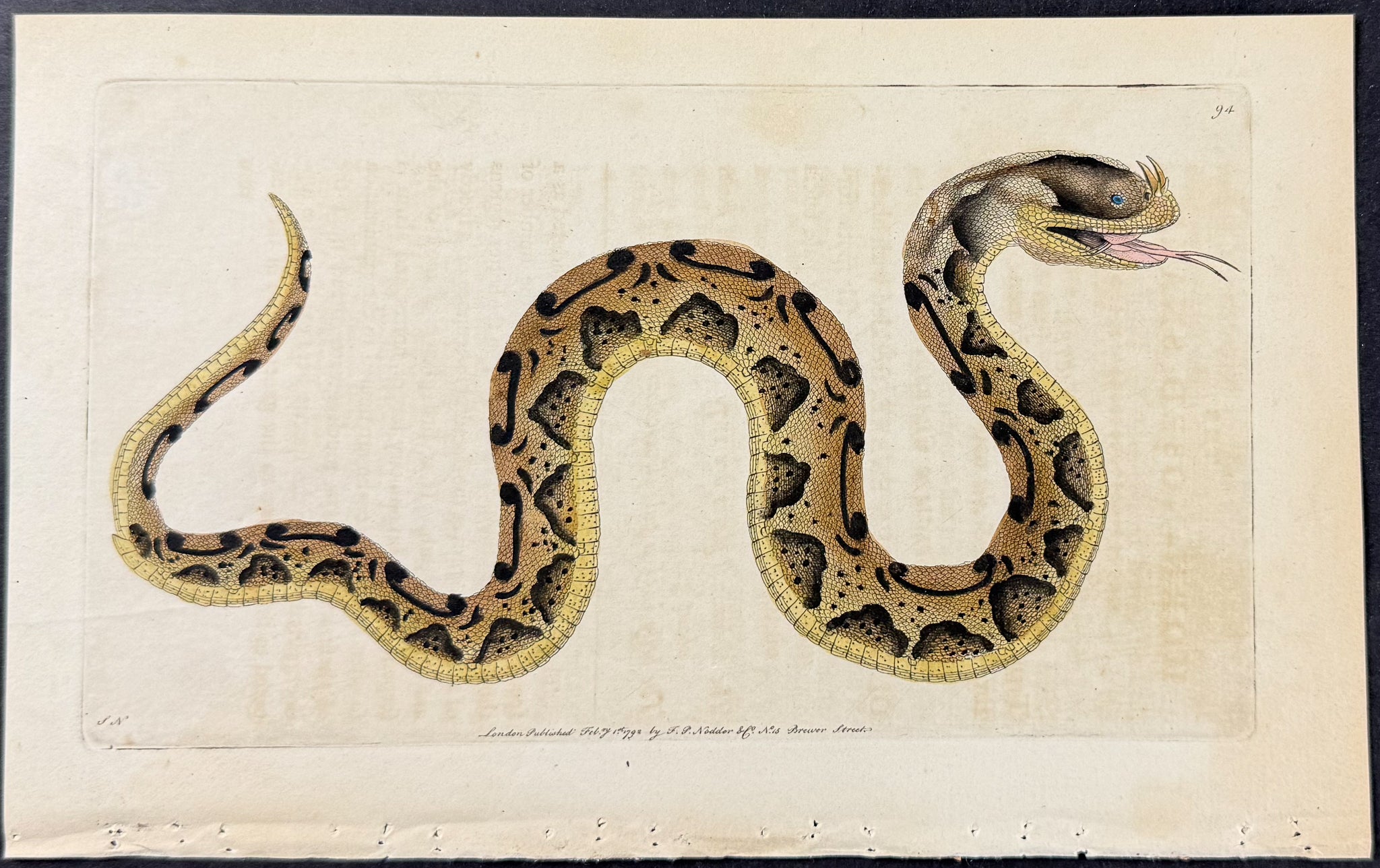 Horn-Nosed Snake