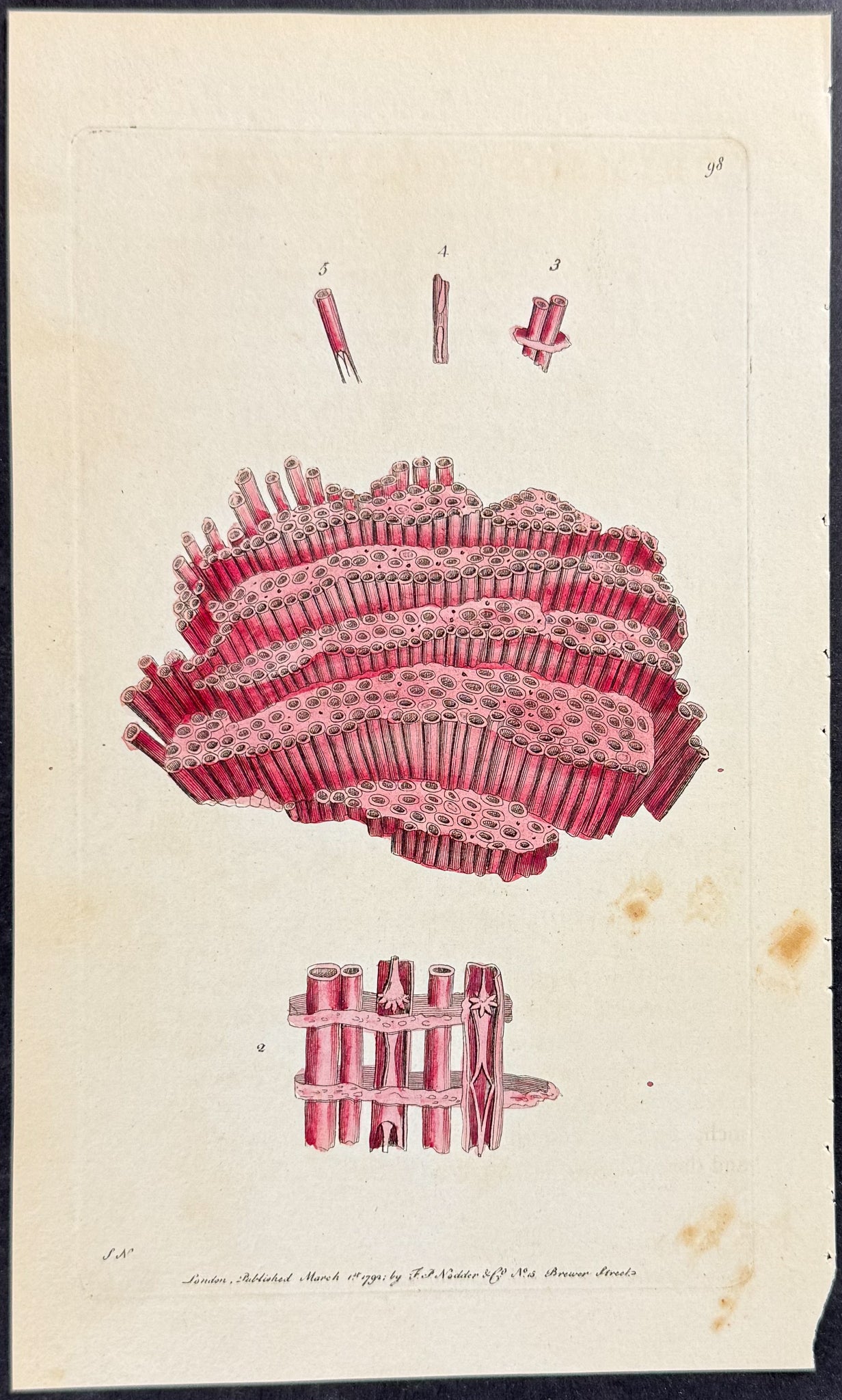 Organ Coral or Crimson Tubipore