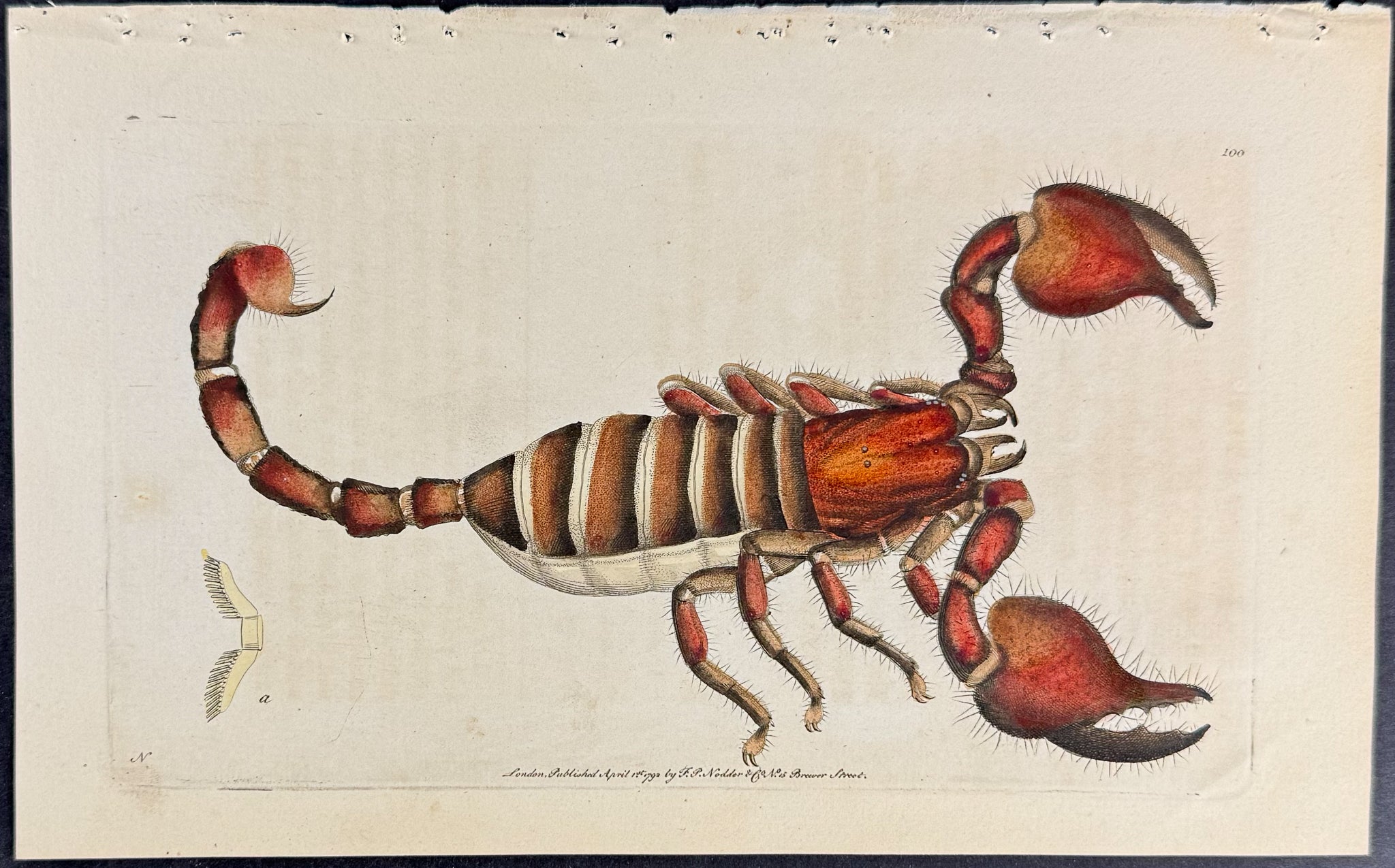 African Scorpion