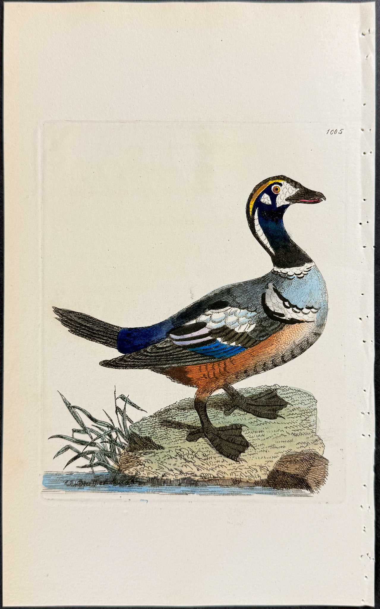 Harlequin Duck