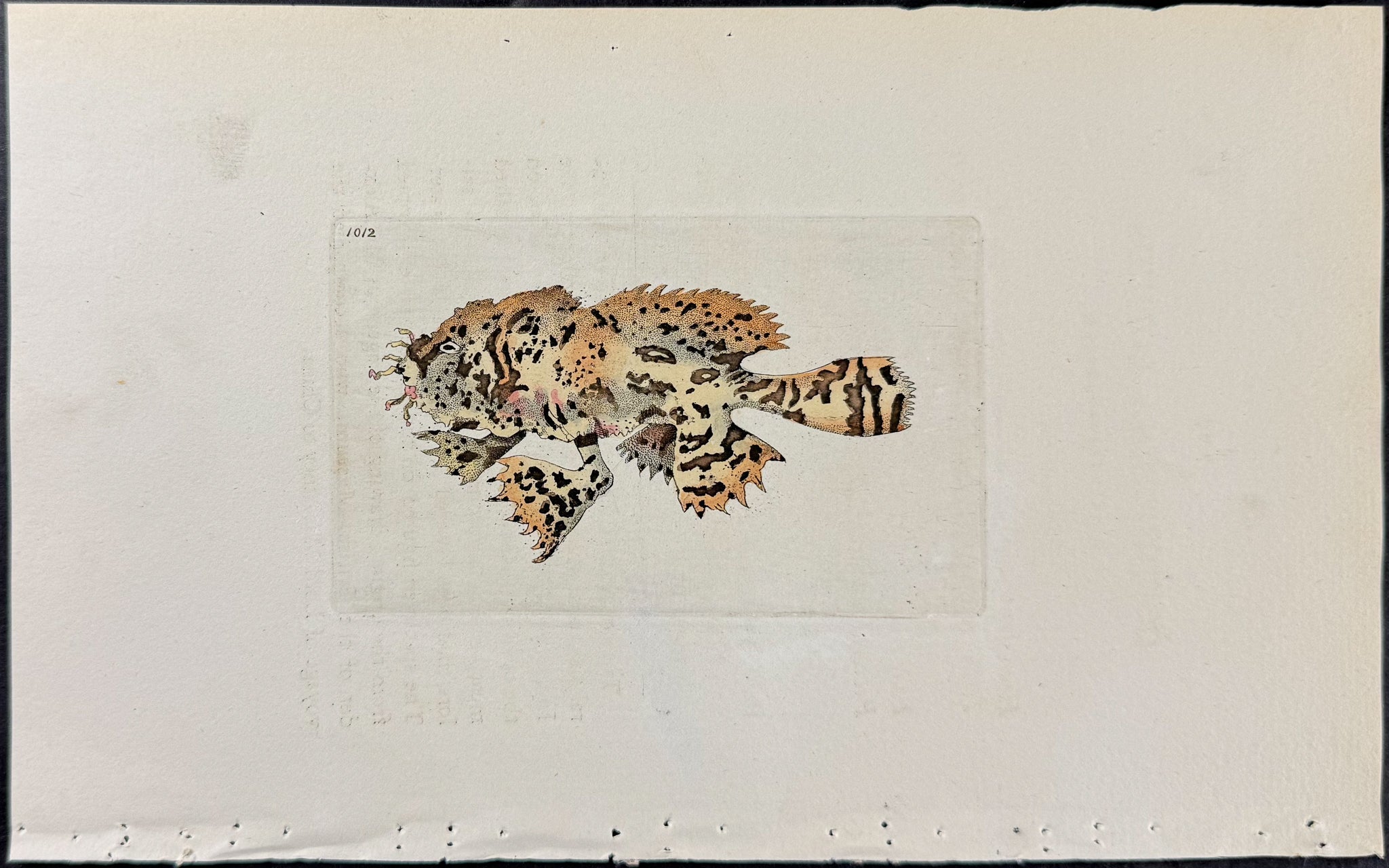 Conchinchina Lophius