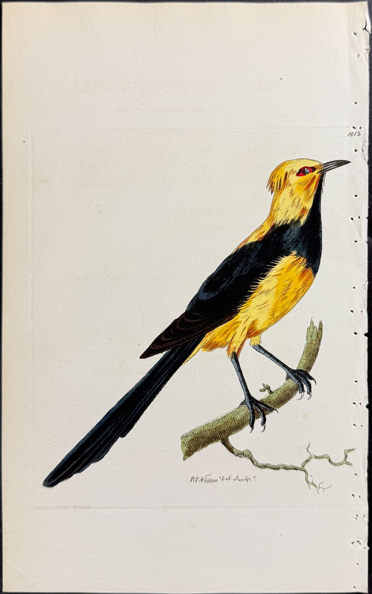 Australasian Thrush