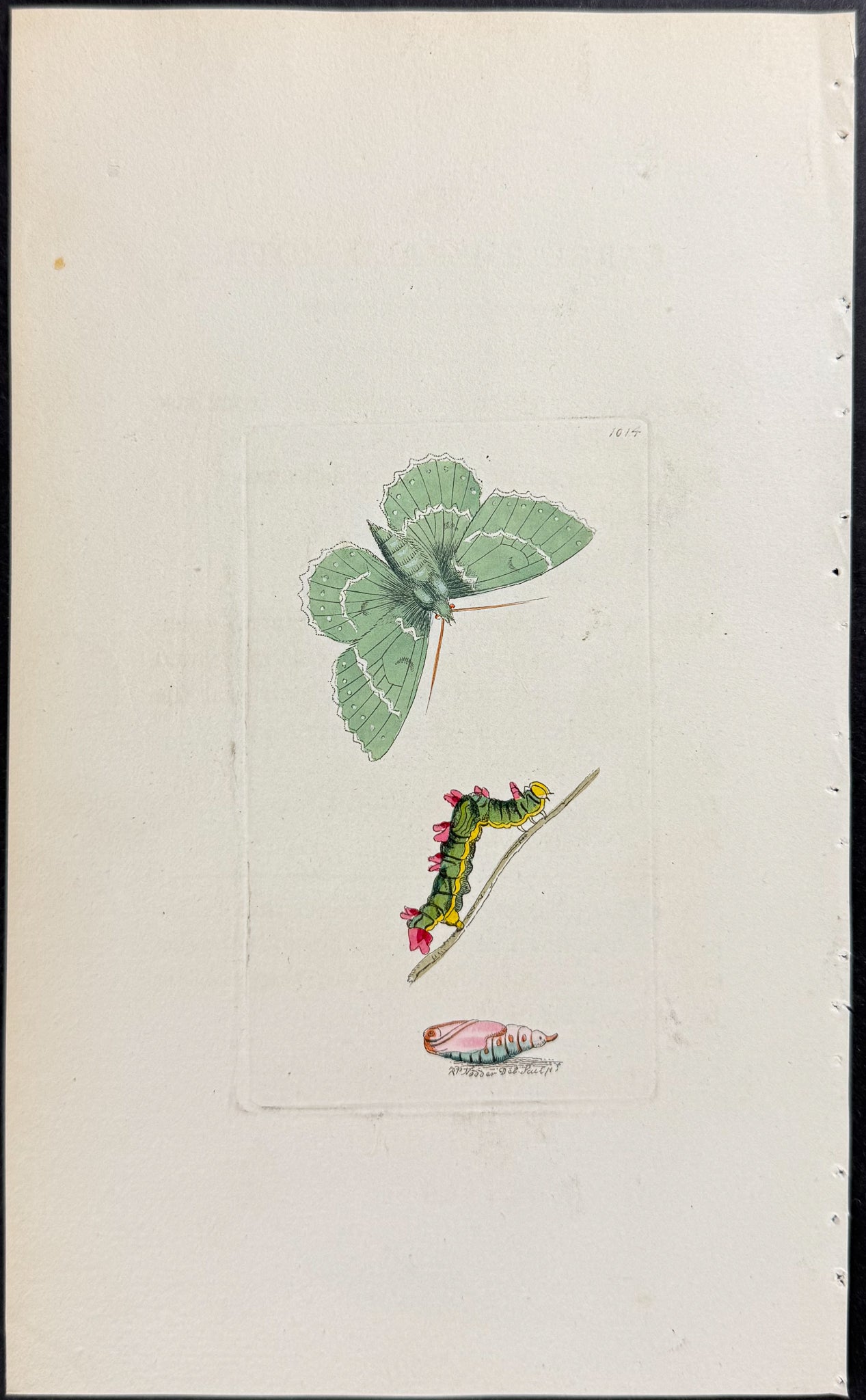 Large Emerald Moth