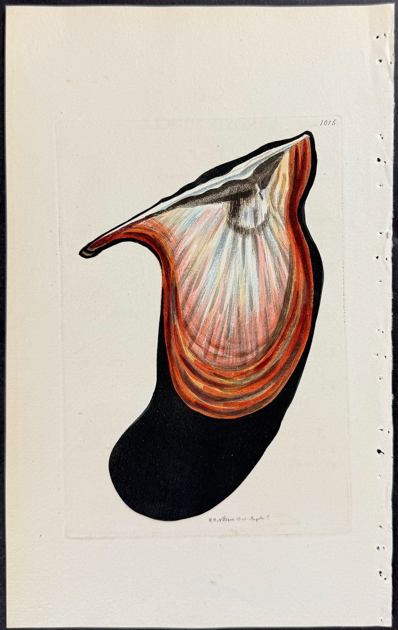 Winged Muscle Shell