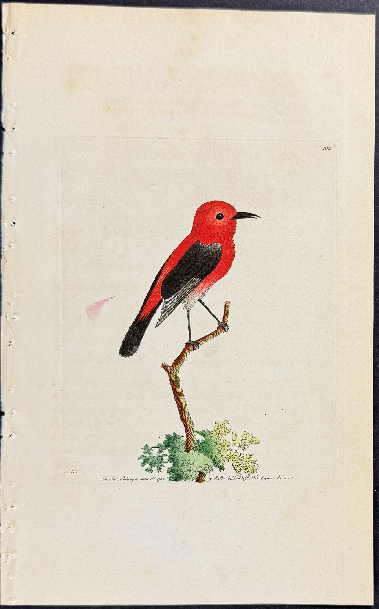 Cardinal Creeper