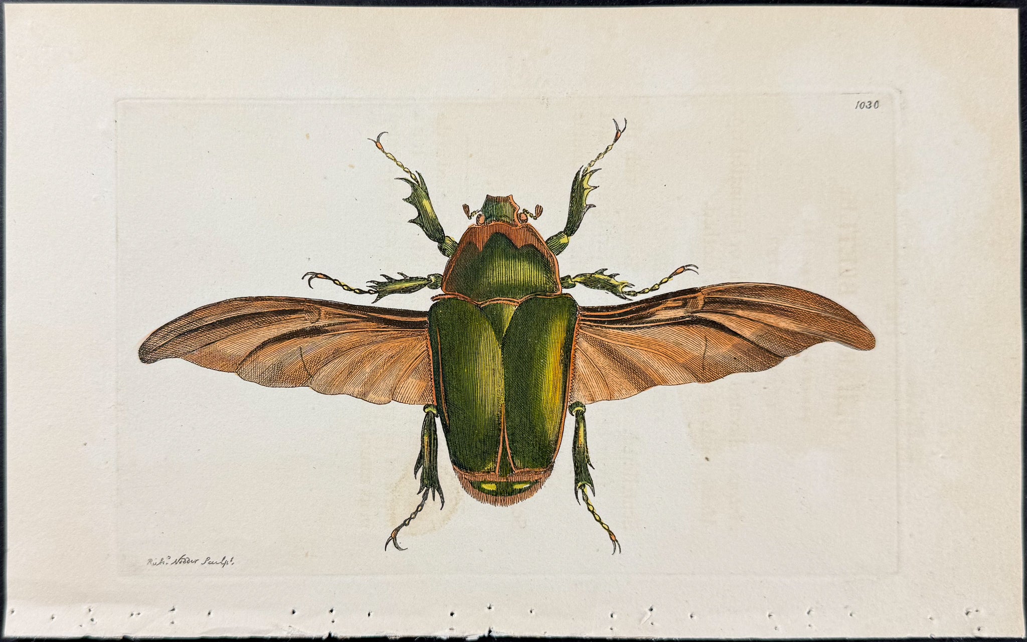 Collared Beetle