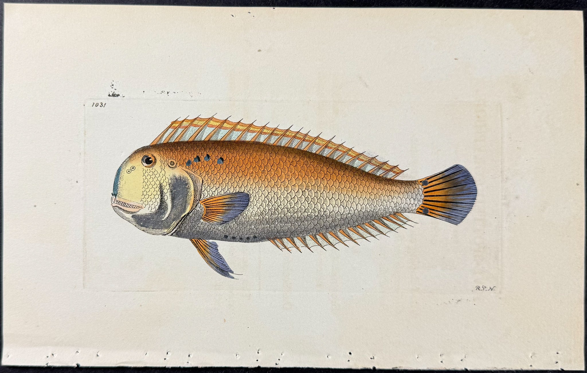 Five-spotted Coryphene