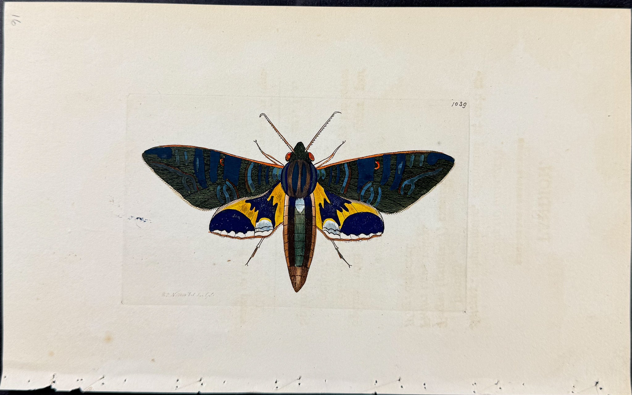 Pandion Moth