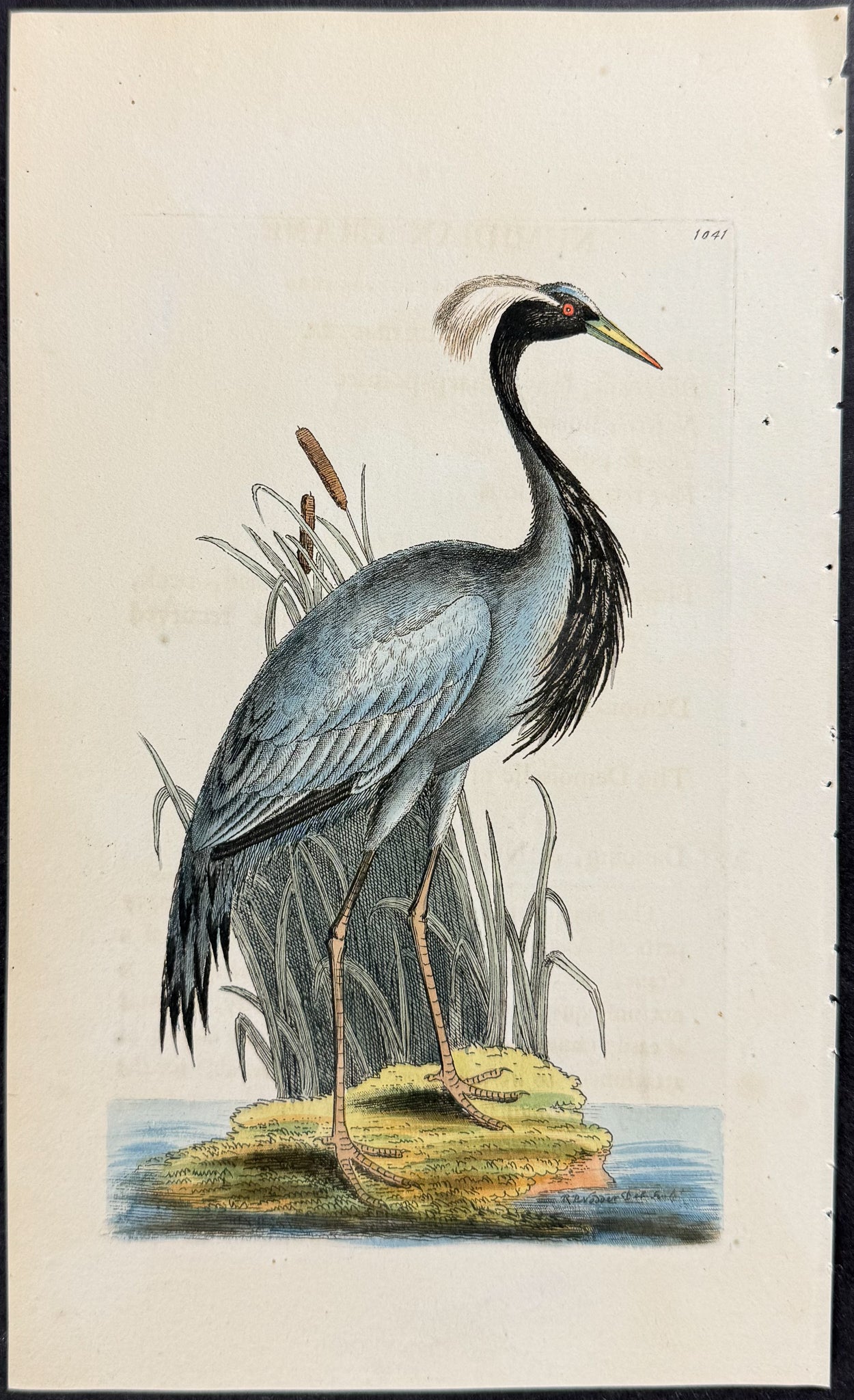 Numidian Crane