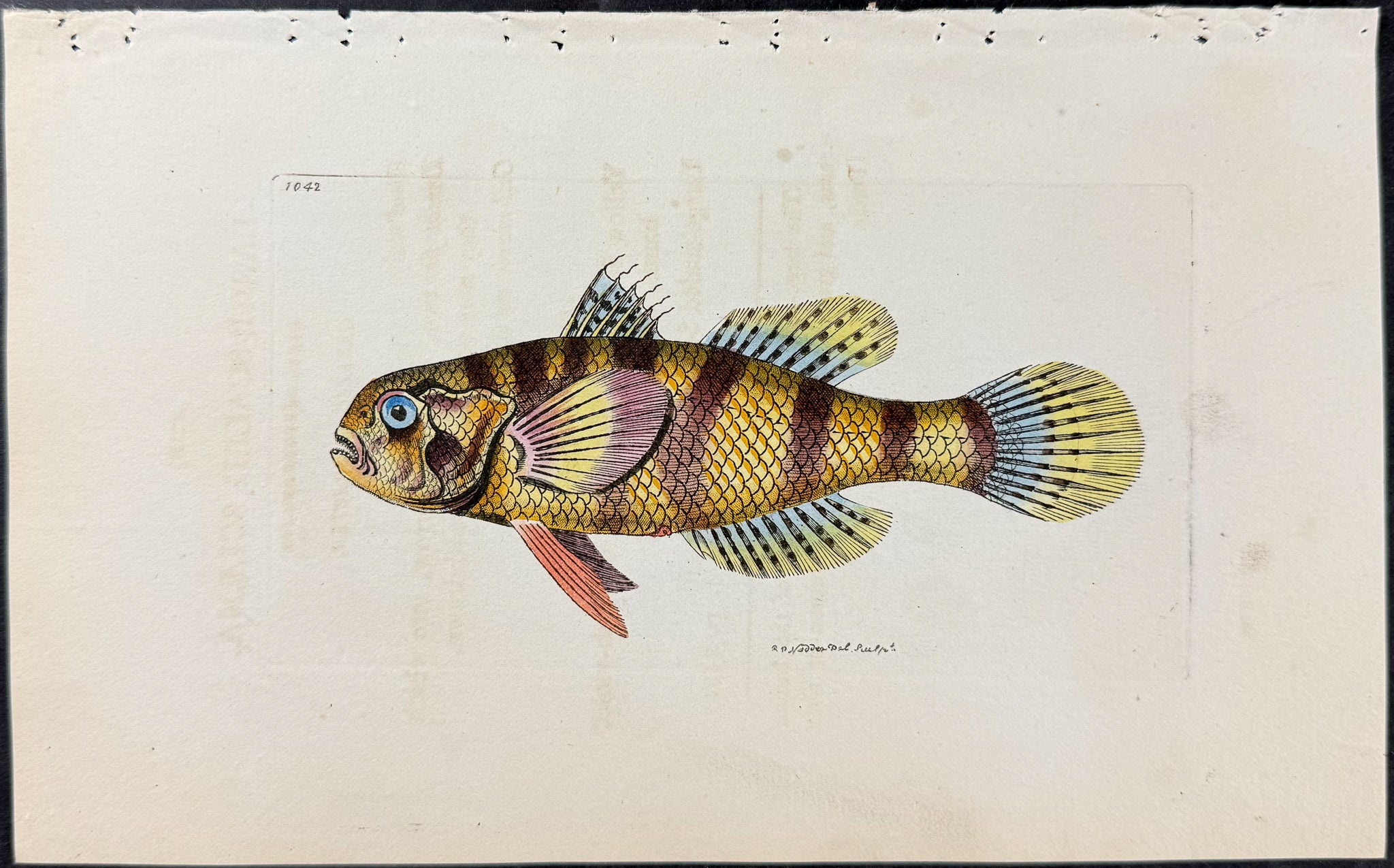 Large-scaled Sciaena