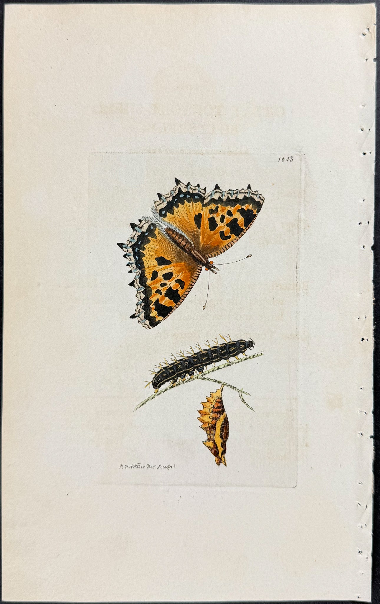 Great Tortoise-shell Butterfly