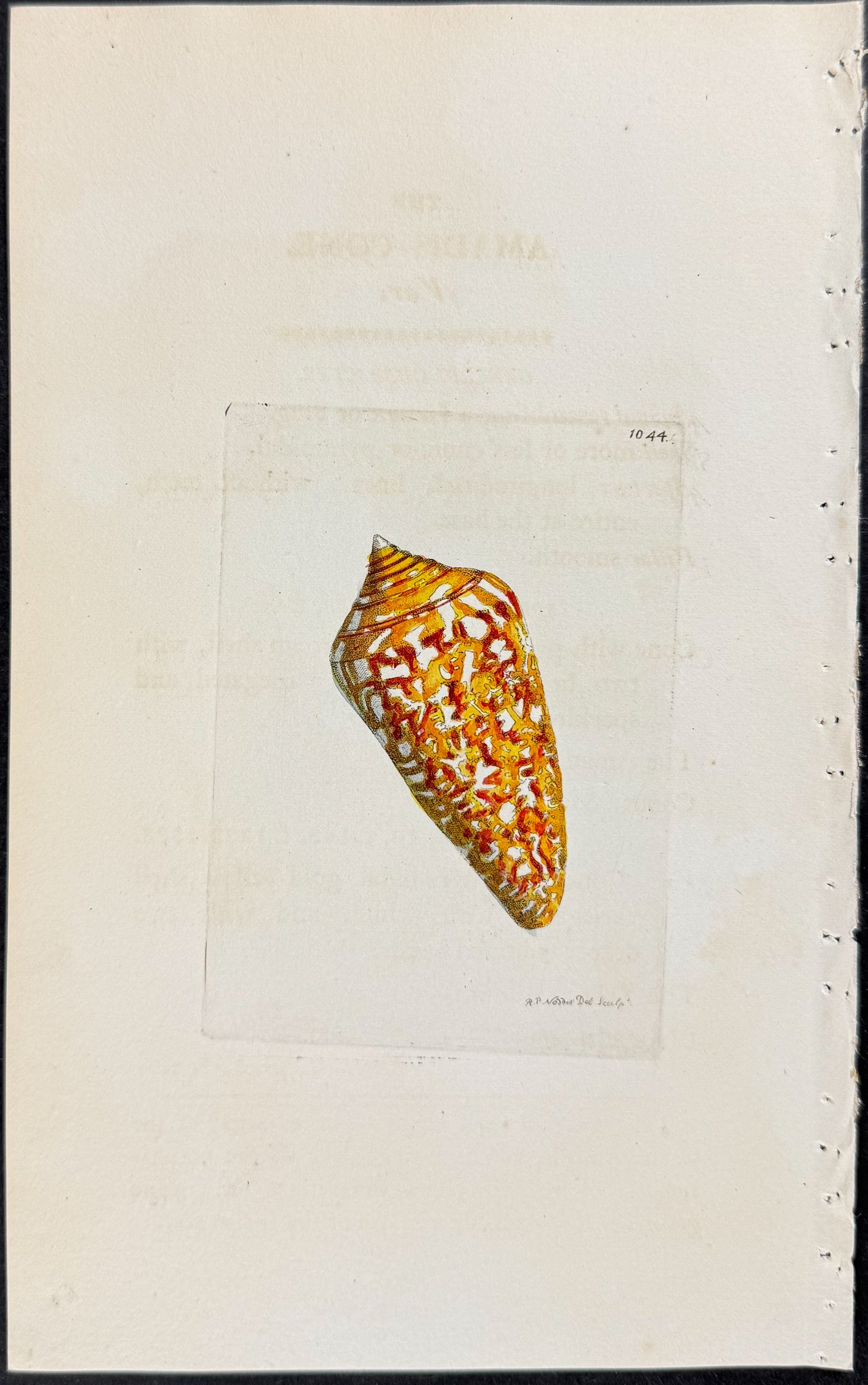 Amadis Cone Shell