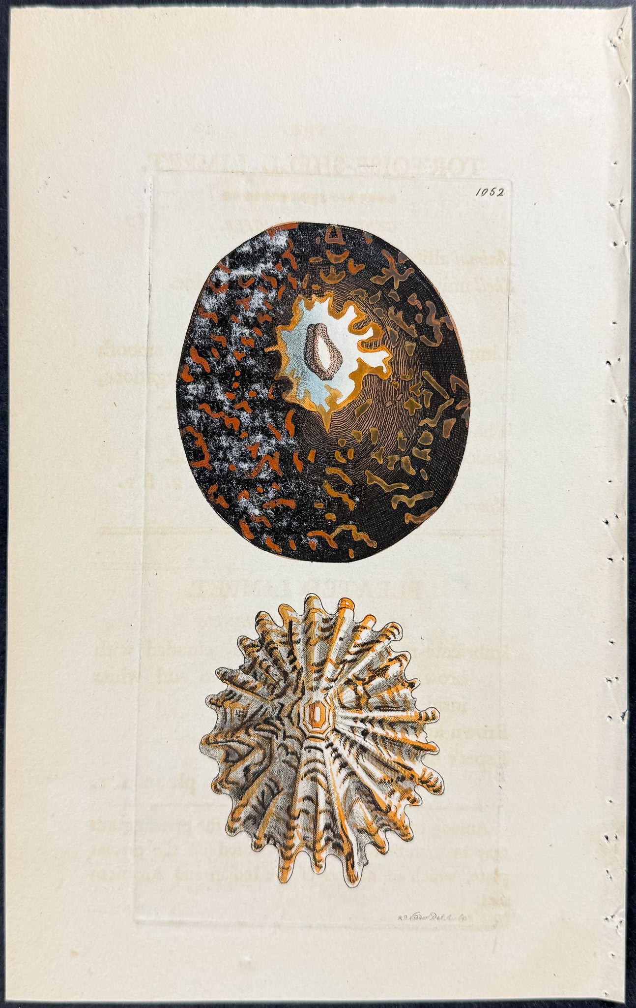 Tortoise-Shell Limpet Shell