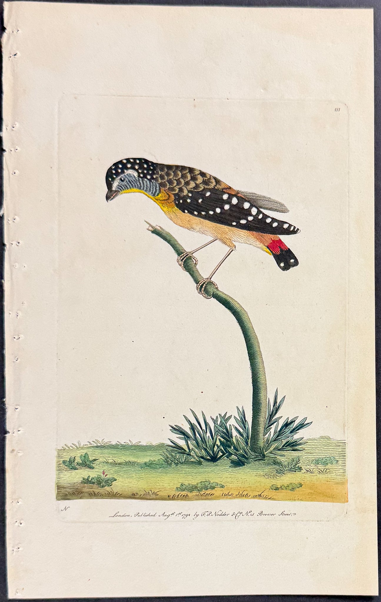 Speckled Manakin