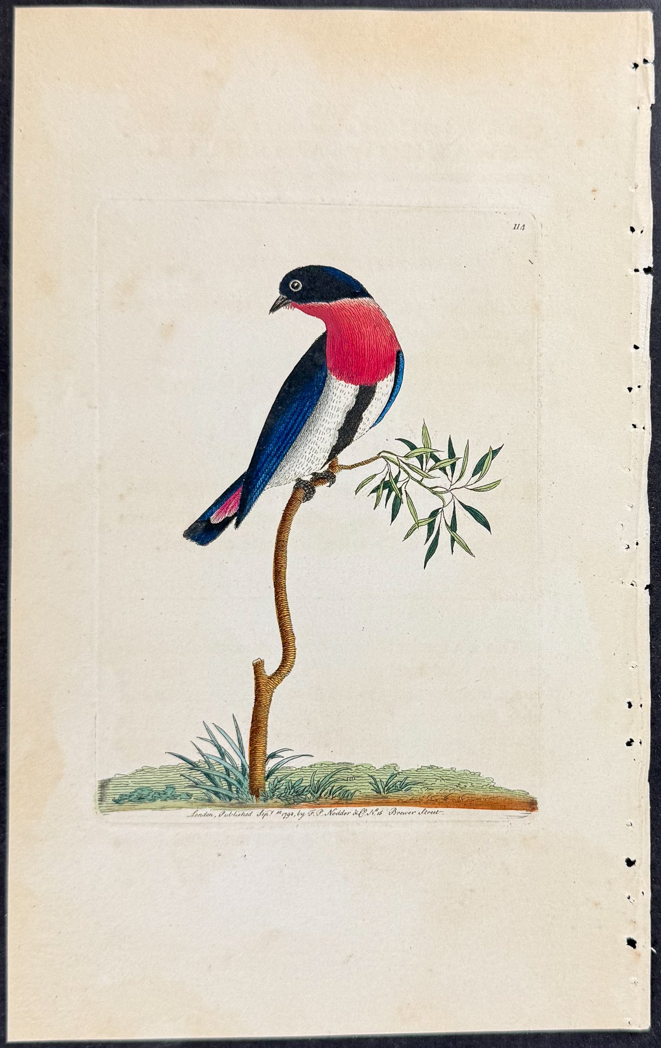 Swallow Warbler