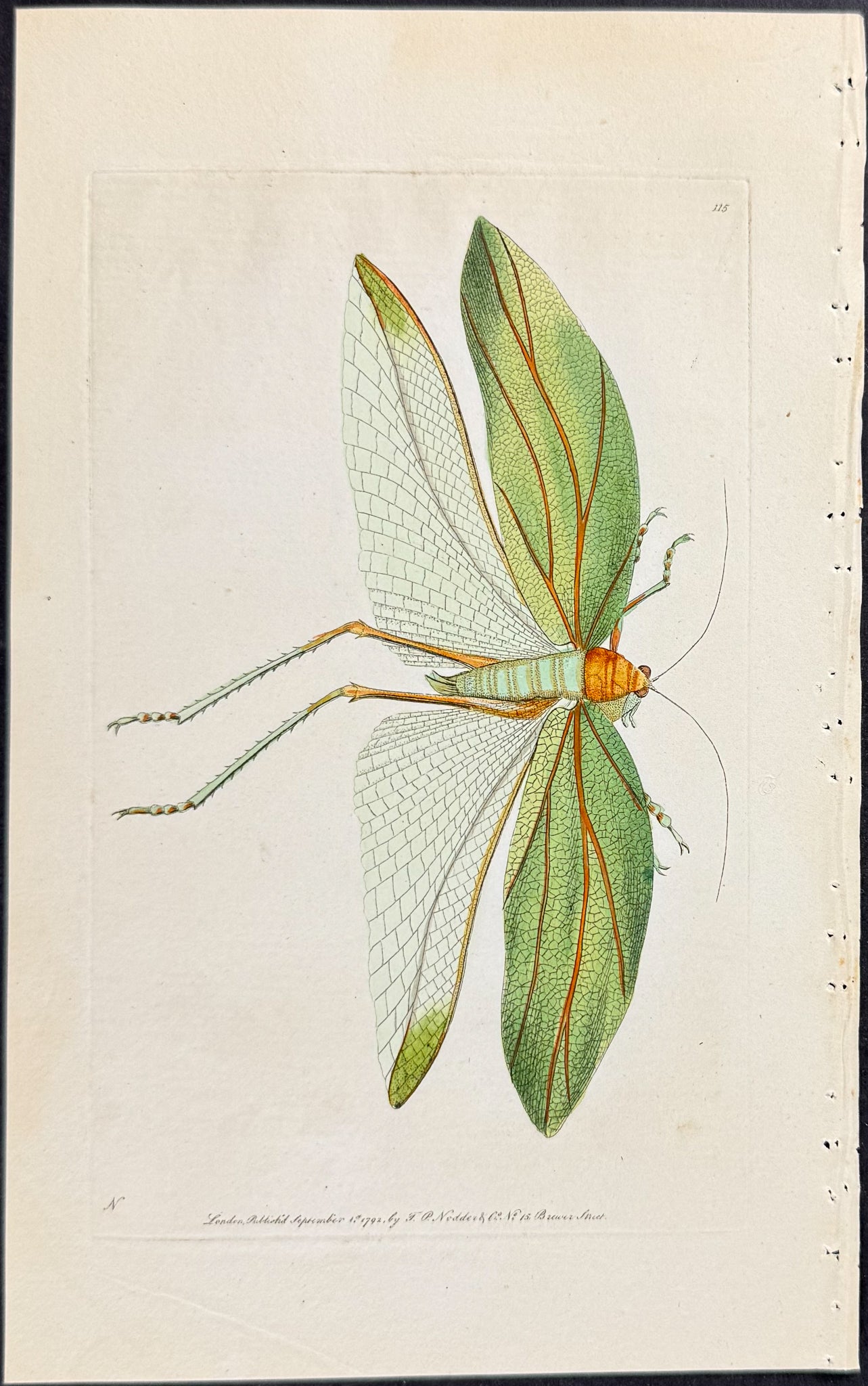 Bay-leaved Locust