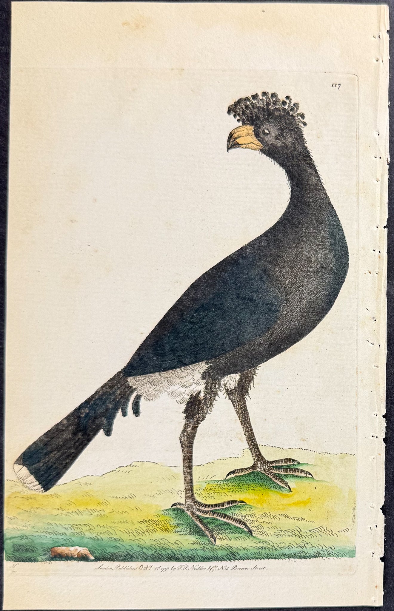 Common Curassow