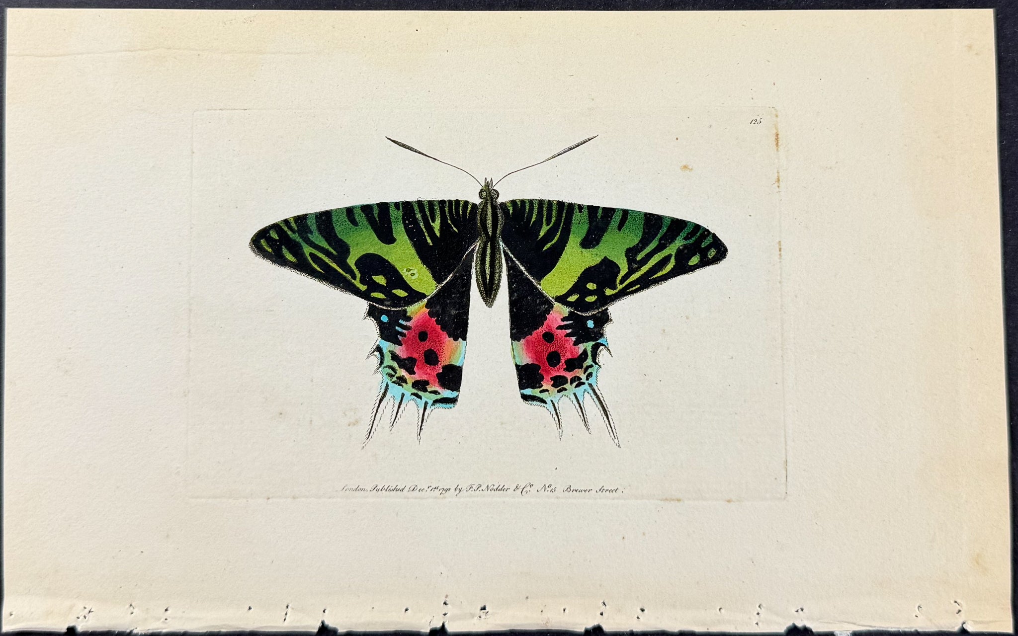 Oriental Emperor Butterfly