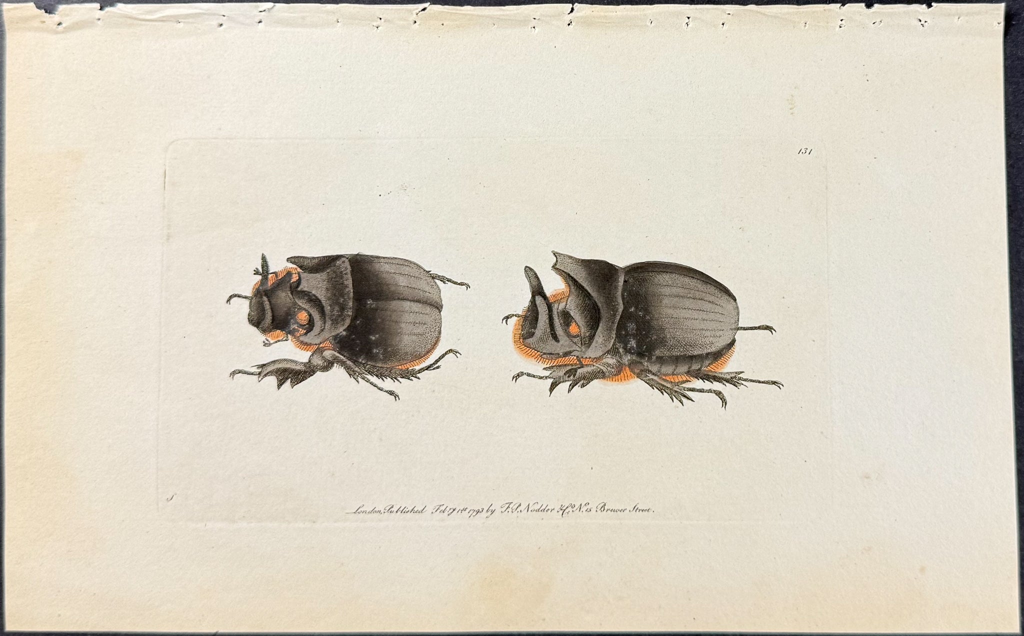 Midas Beetle