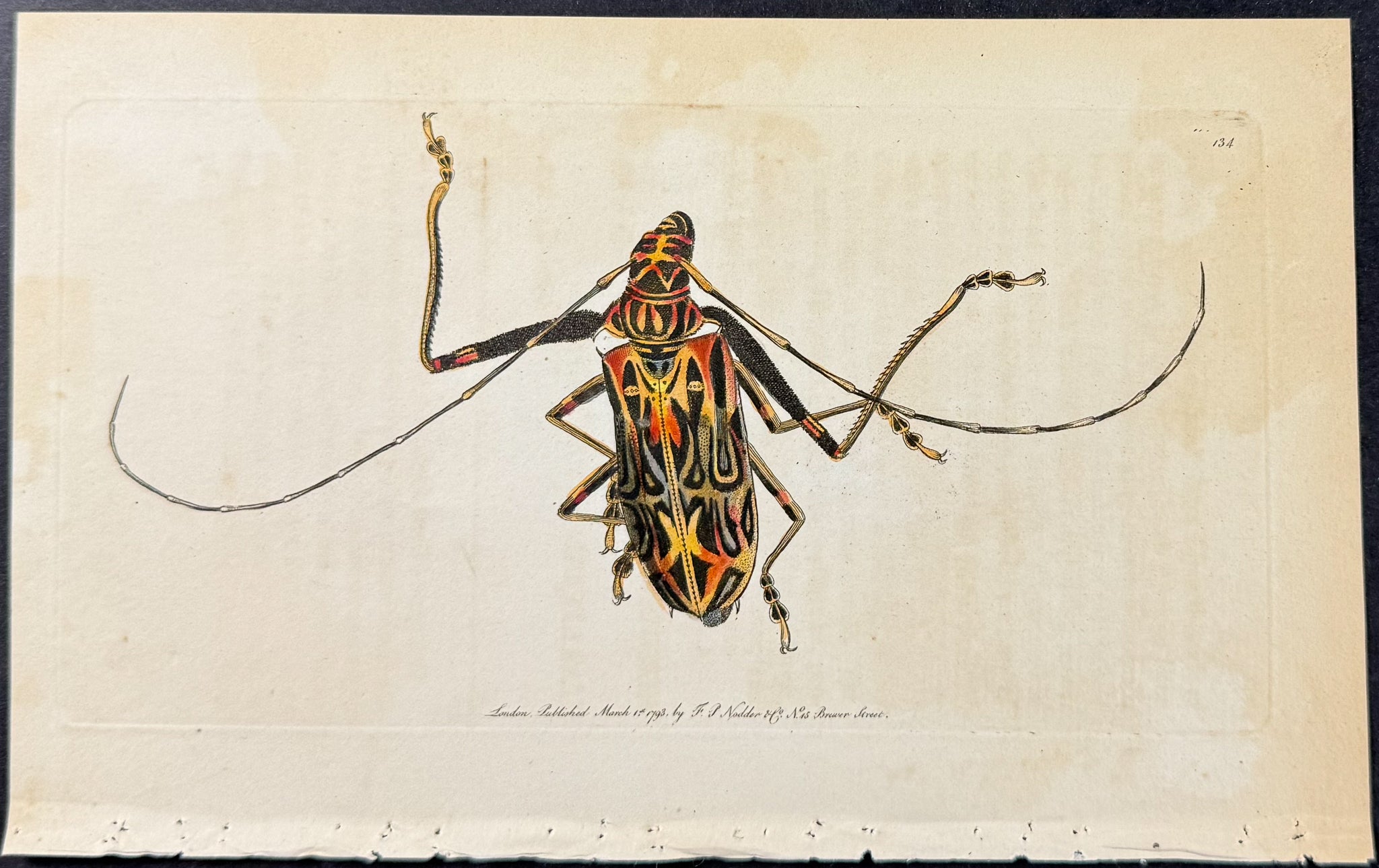 Long-legged Cerambyx
