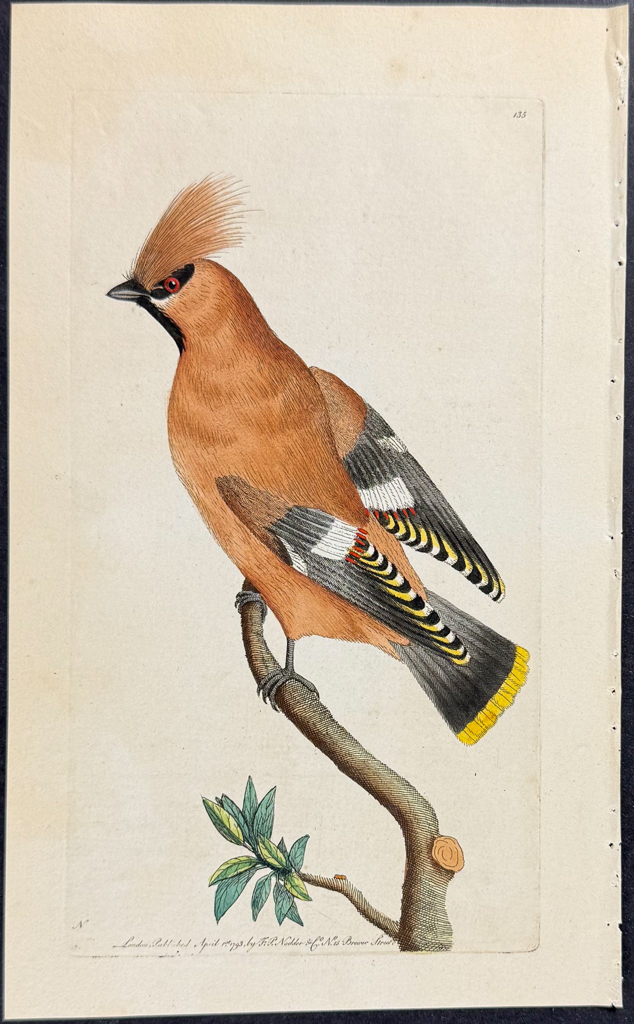 Bohemian Chatterer