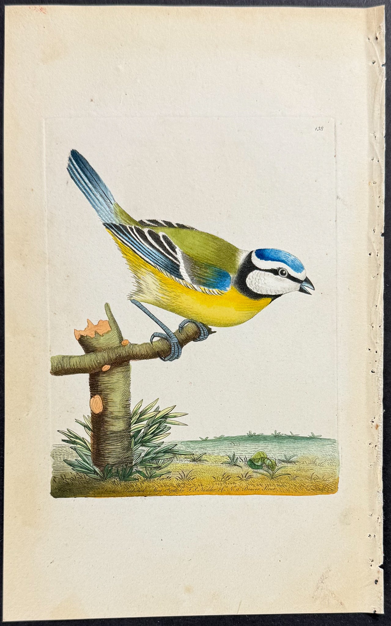 Blue Titmouse