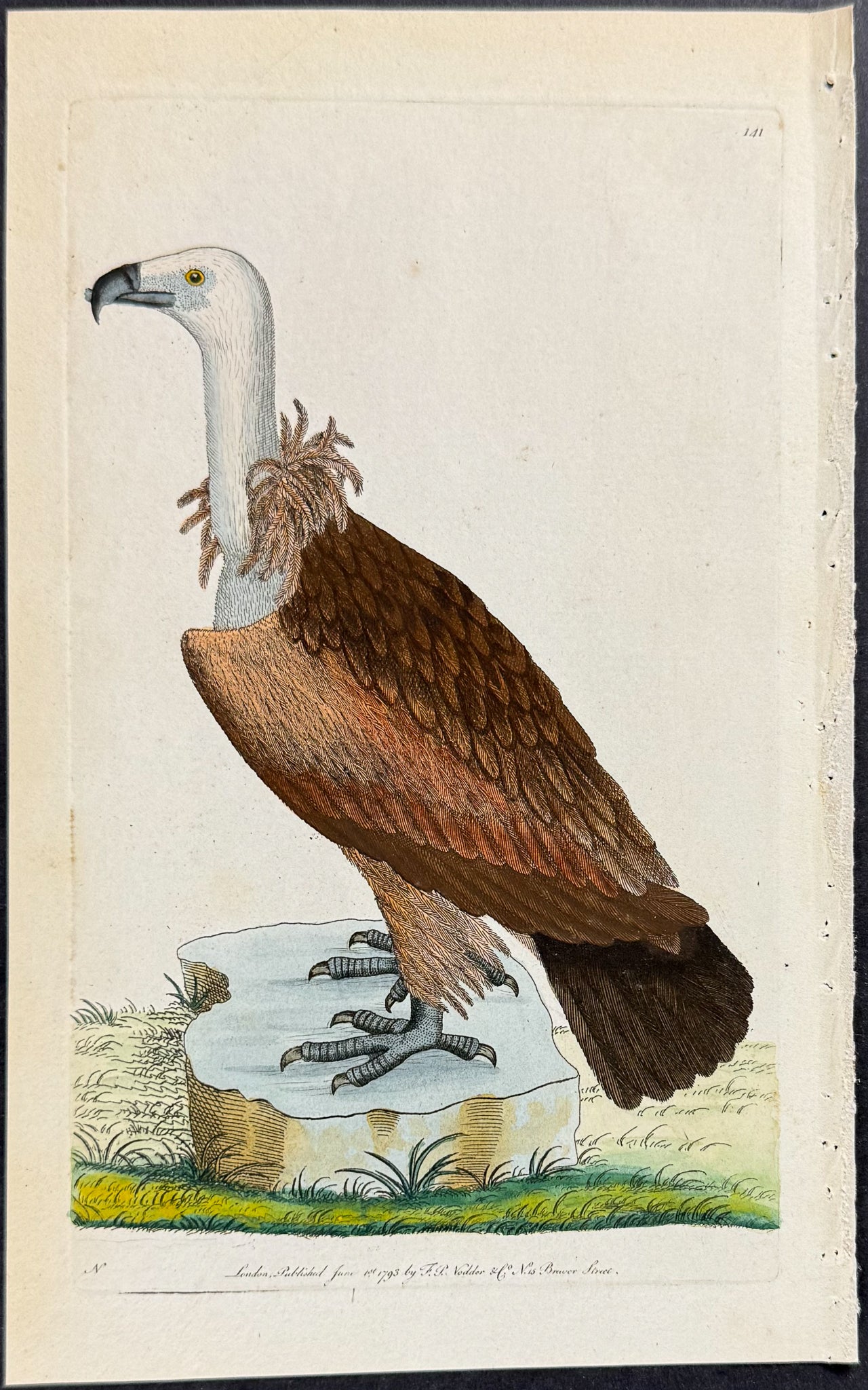 Alpine Vulture