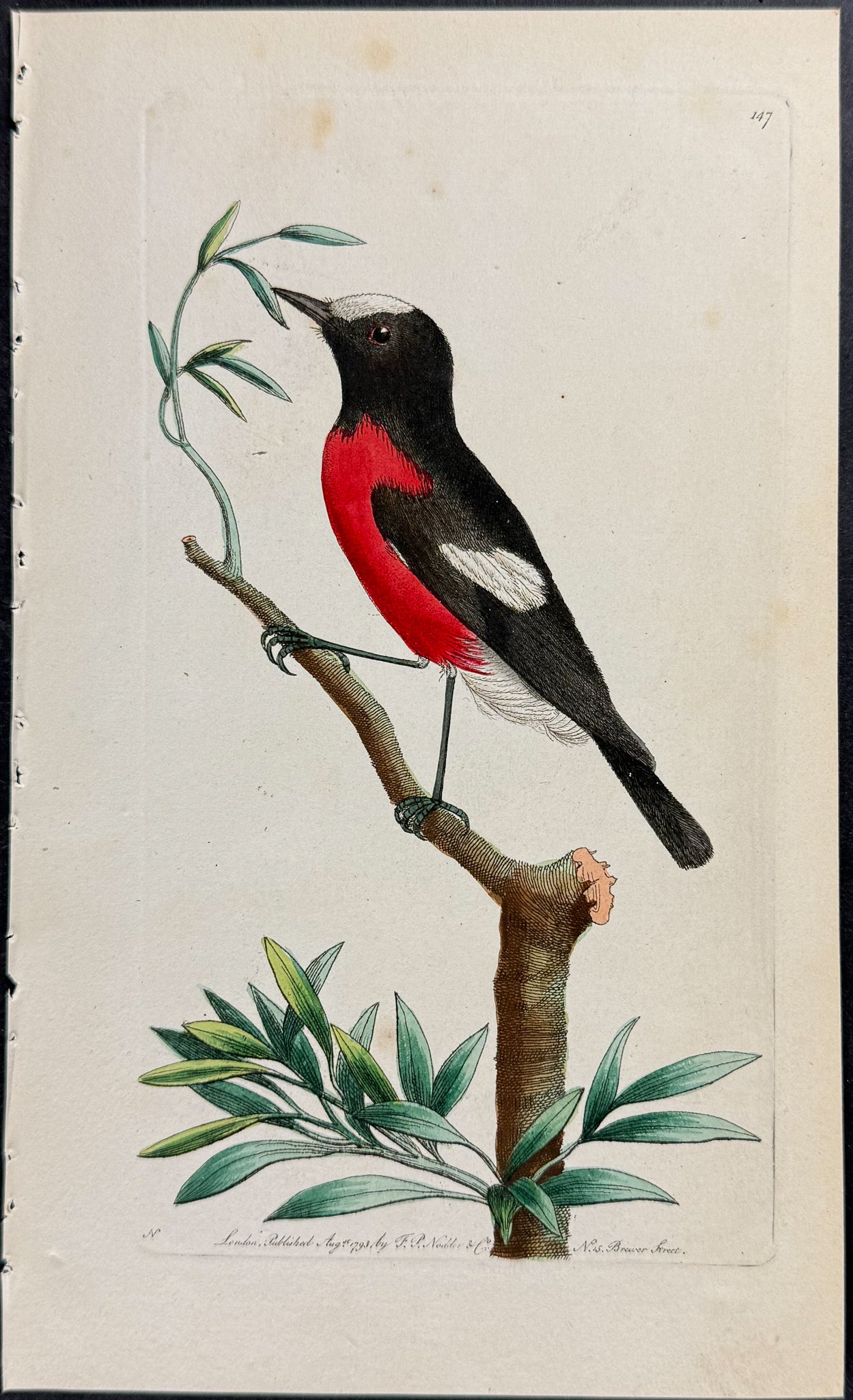 Red-bellied Flycatcher