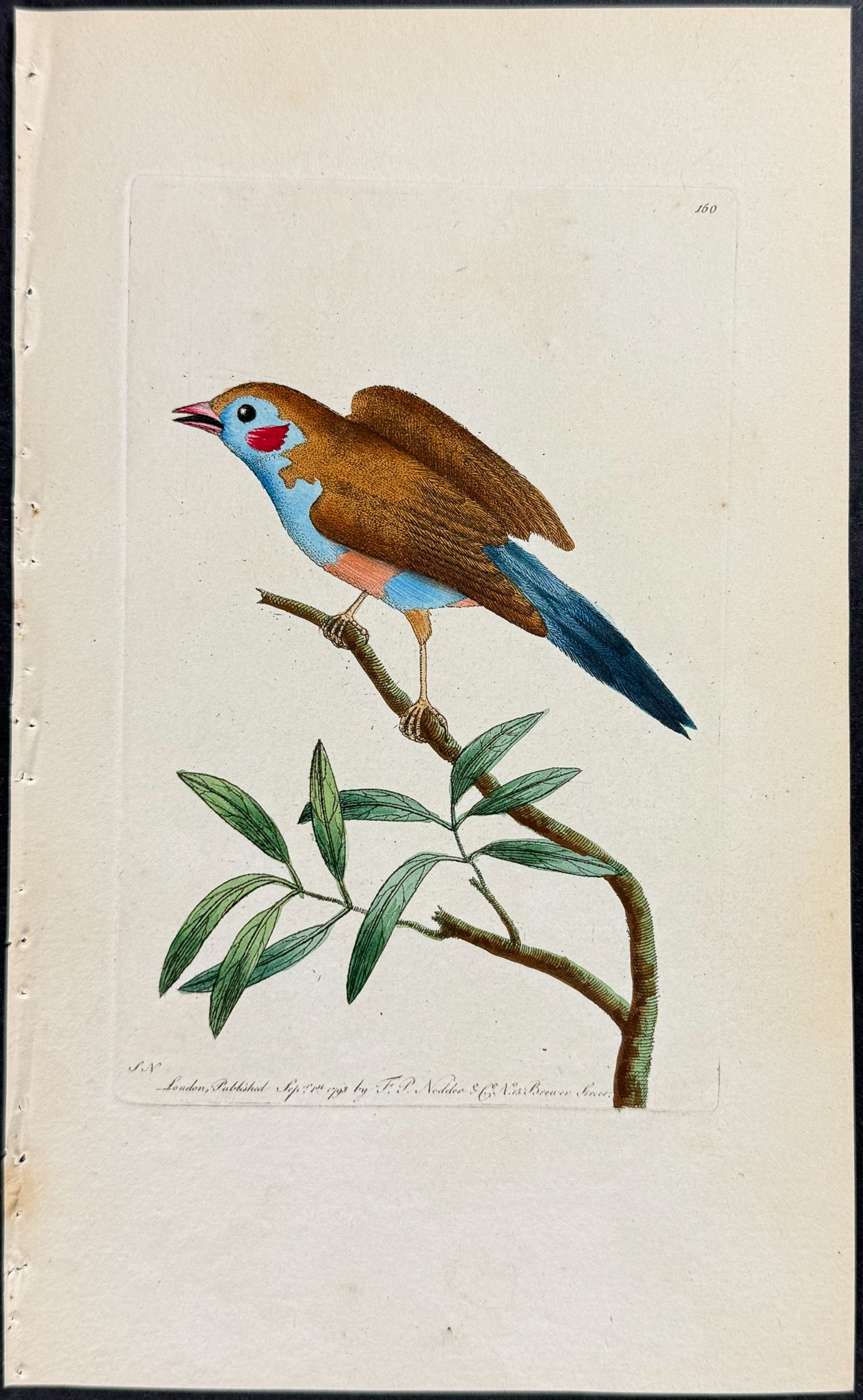 Blue-bellied Finch