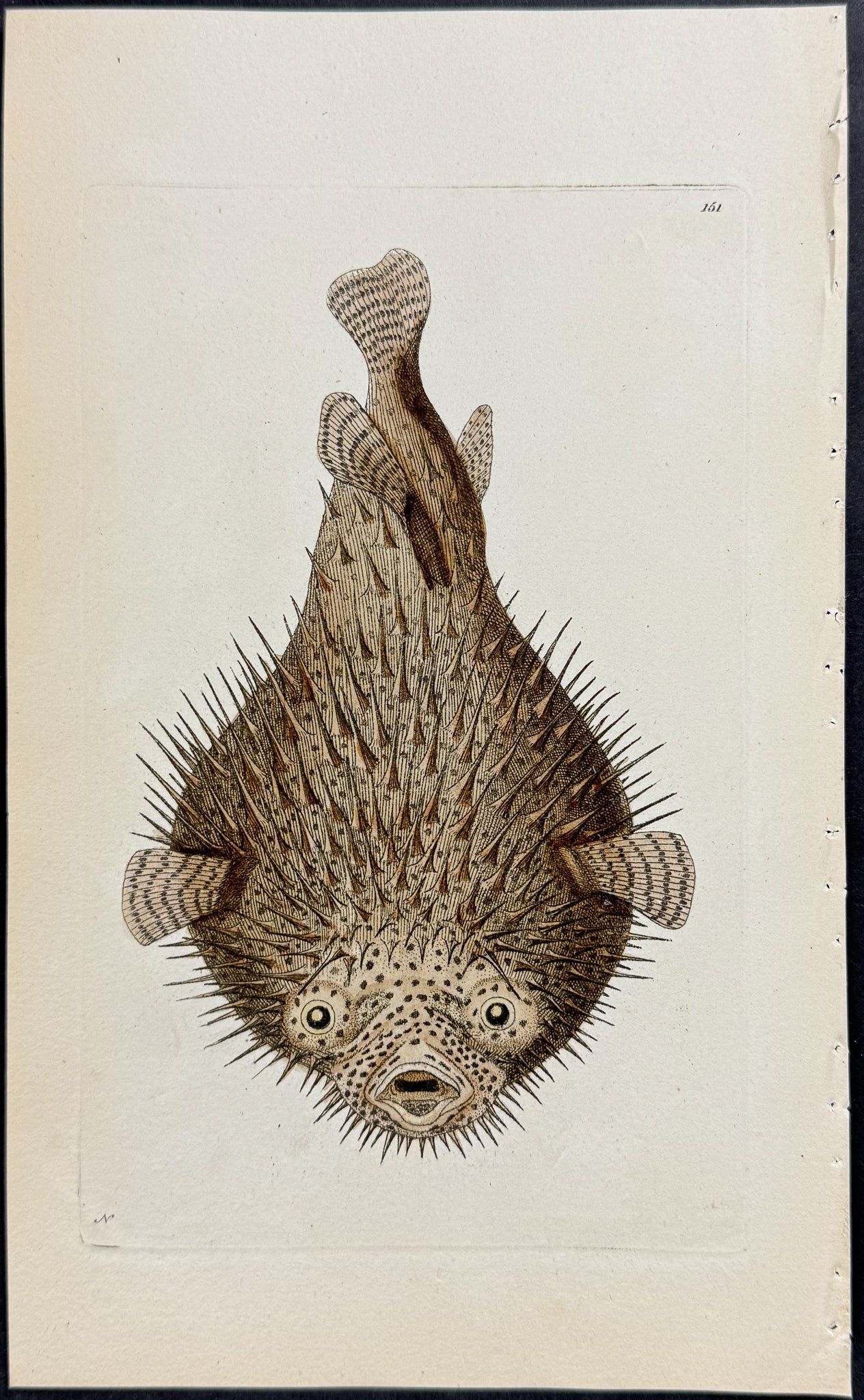 Porcupine Diodon or Blowfish