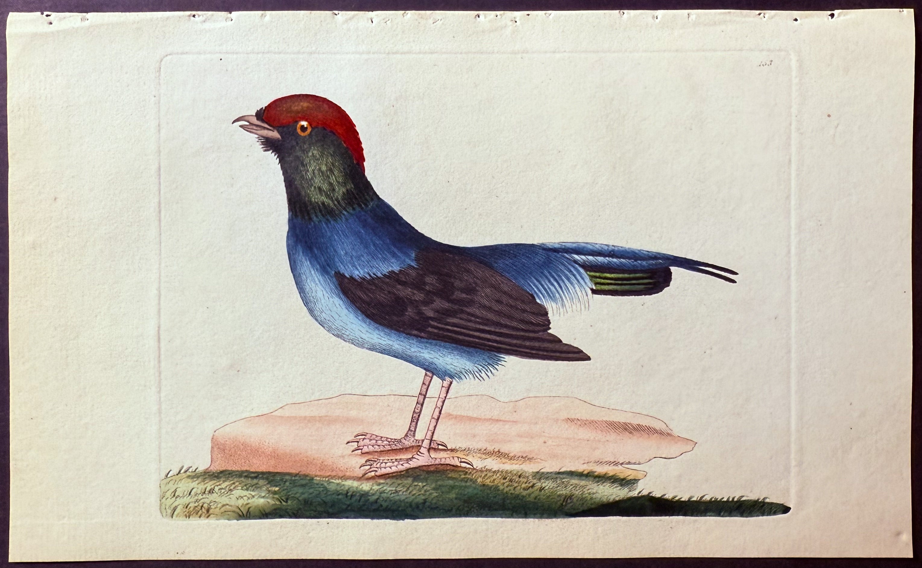 Long-tailed Manakin