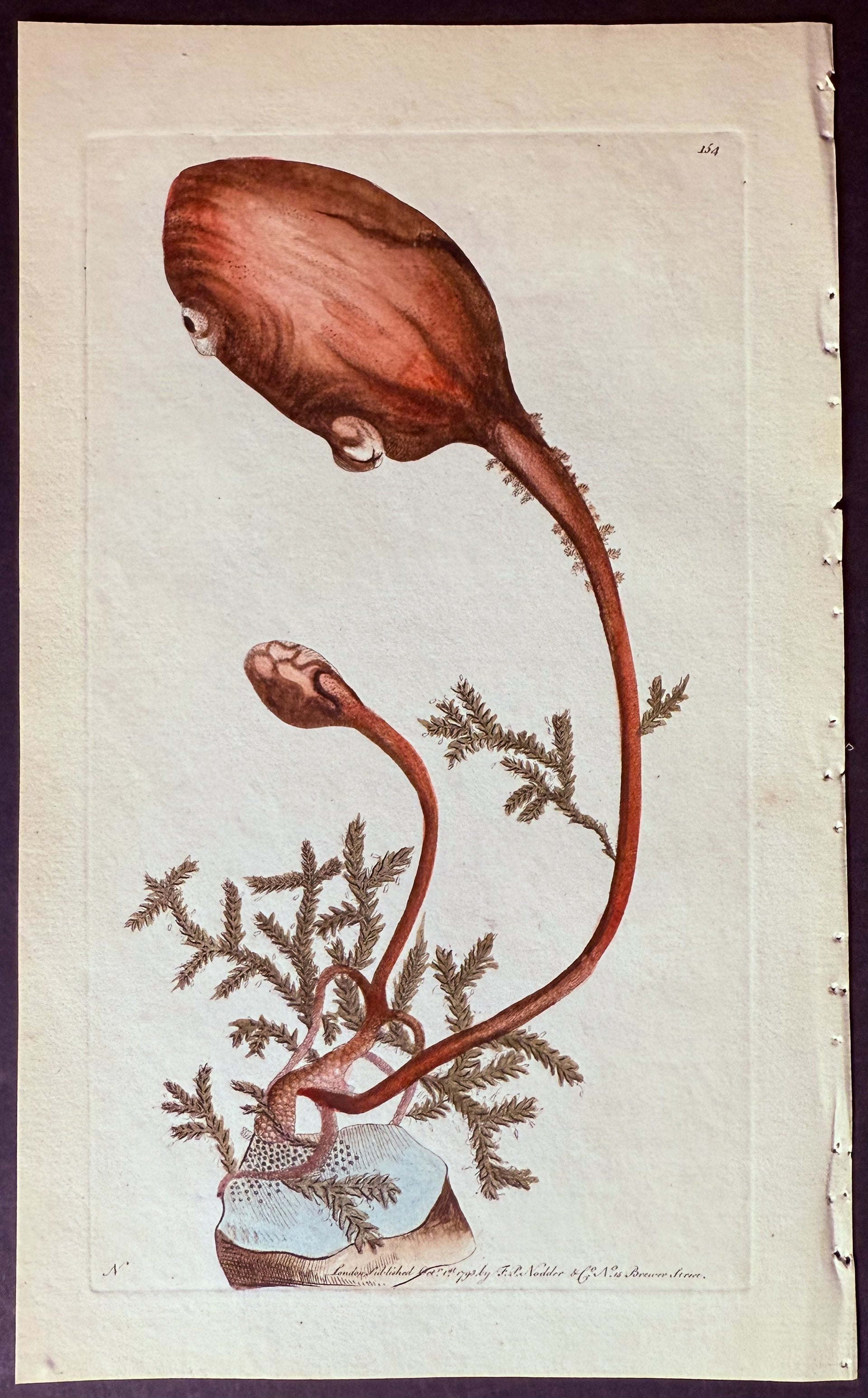 Clavate Ascidia