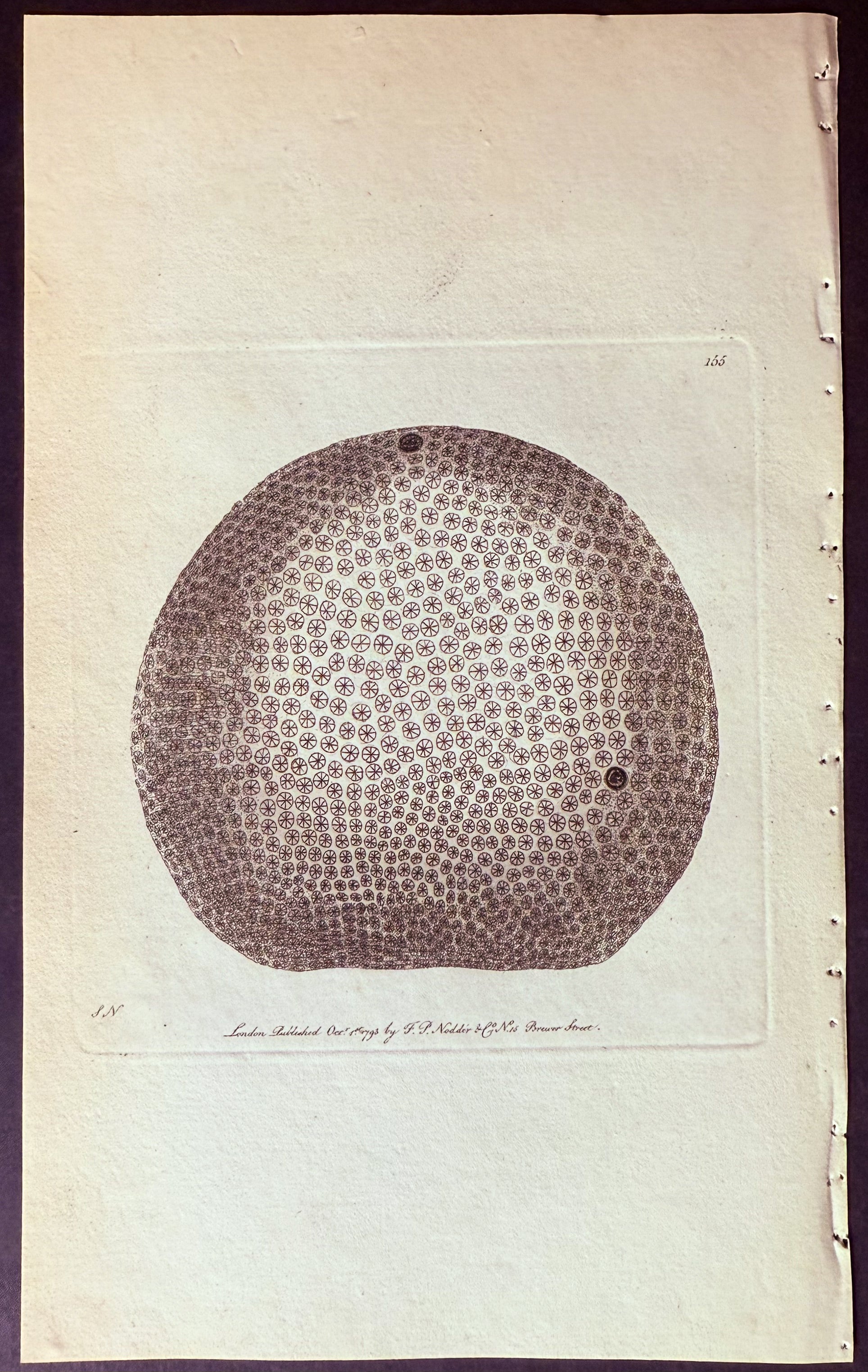 Starry Globe-Madrepore