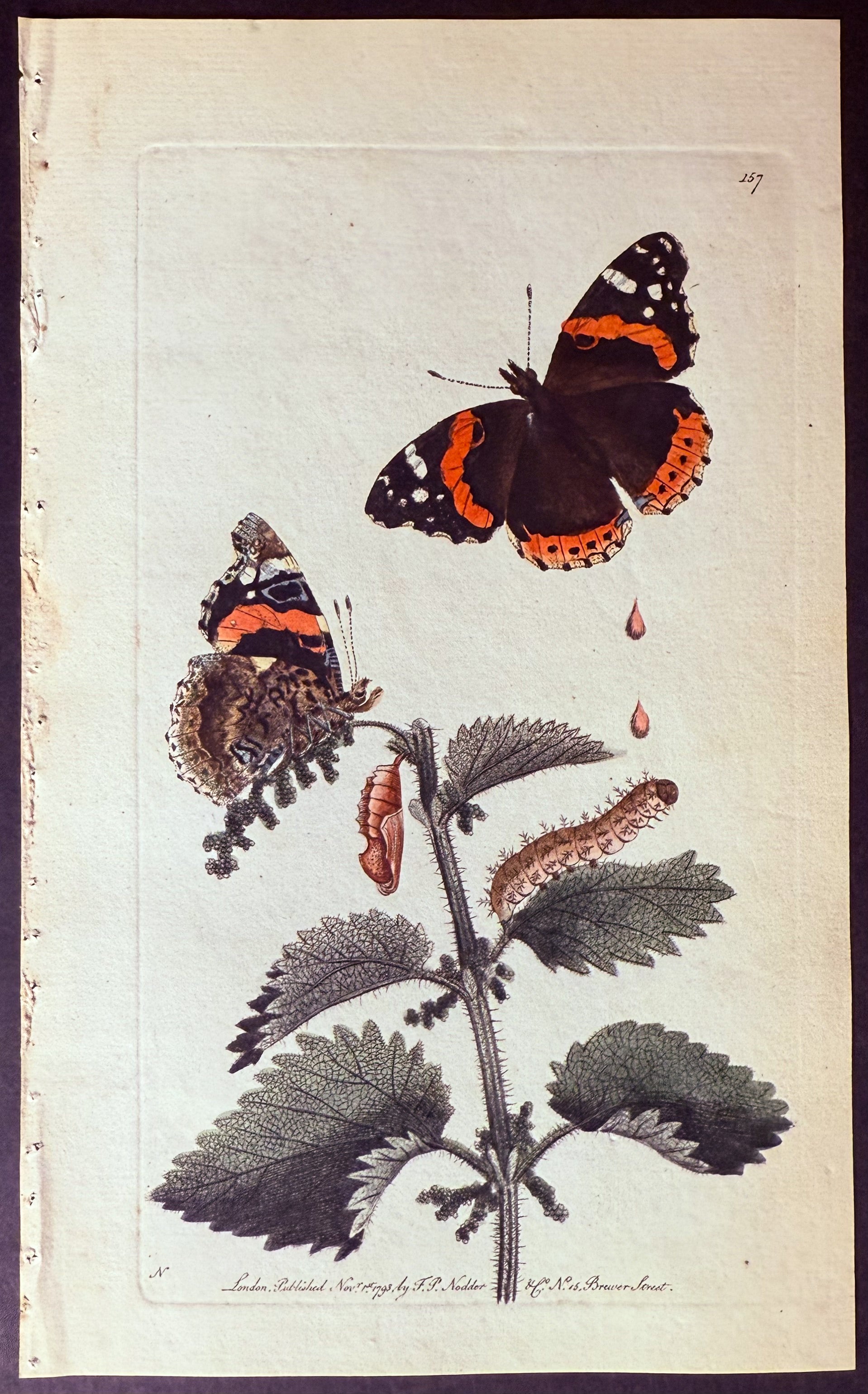 Atalanta Butterfly