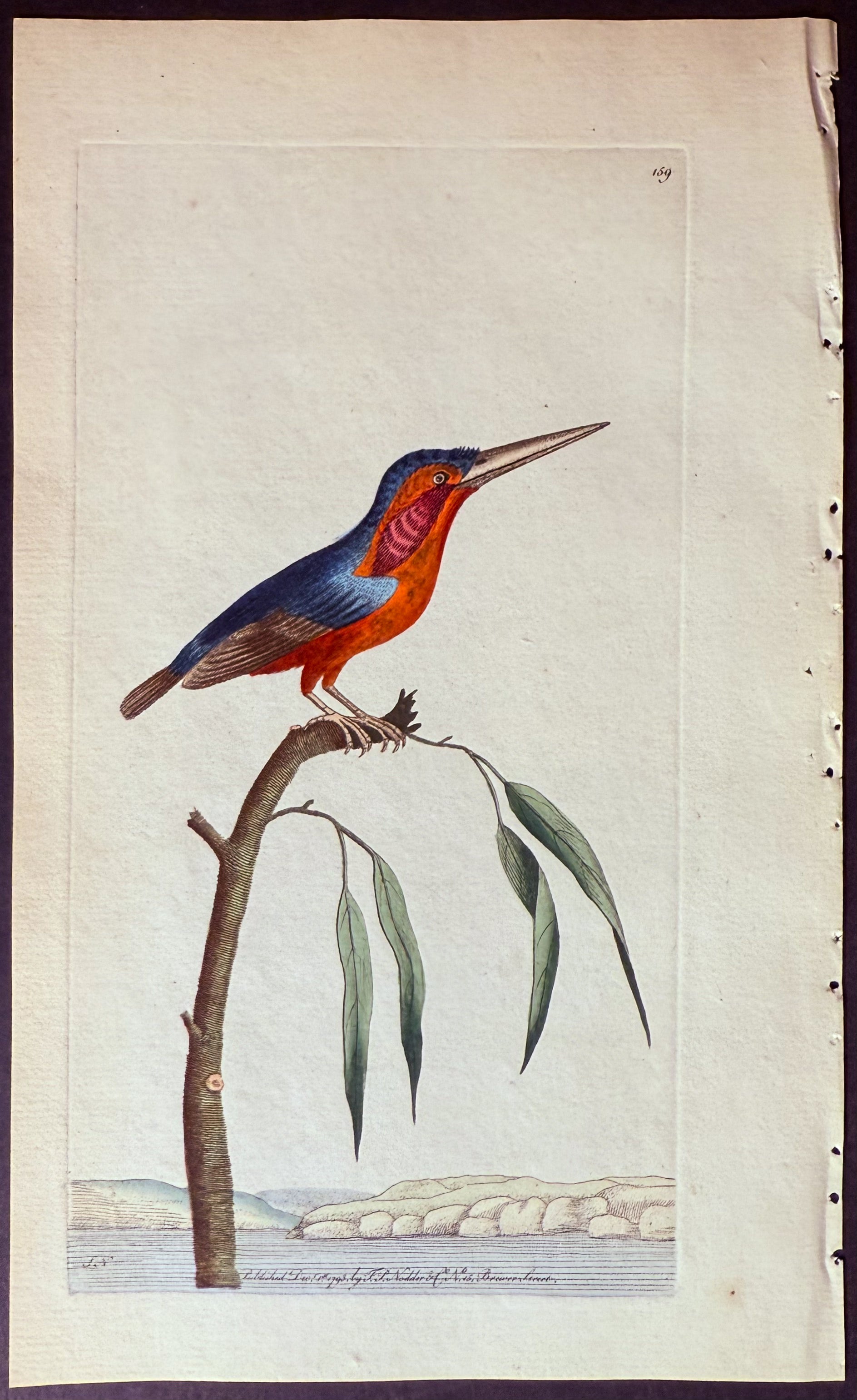 Minute Kingfisher
