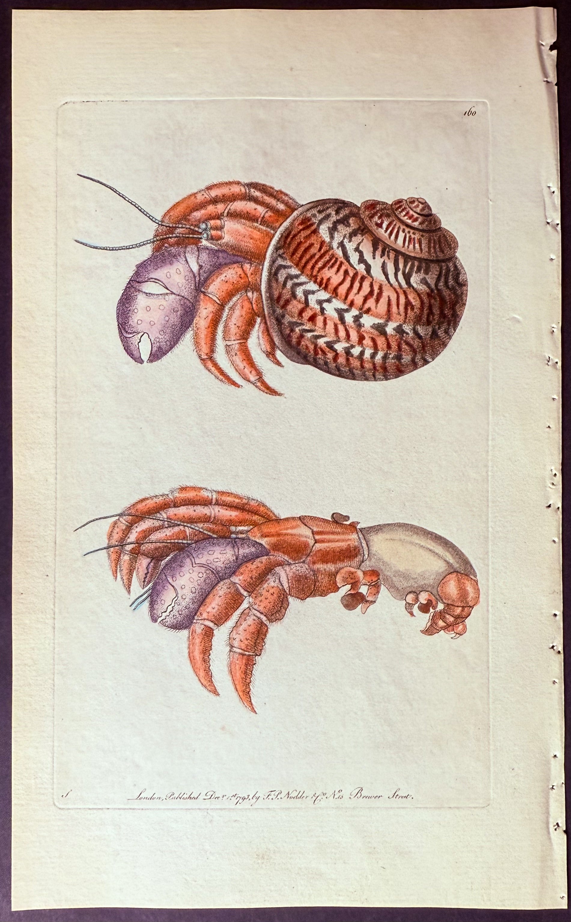 Diogenes Crab
