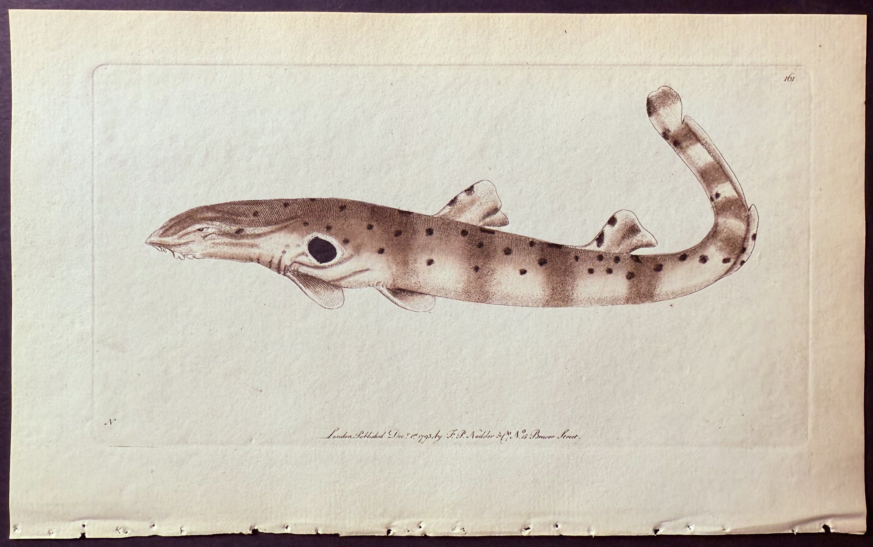 Ocellated Shark