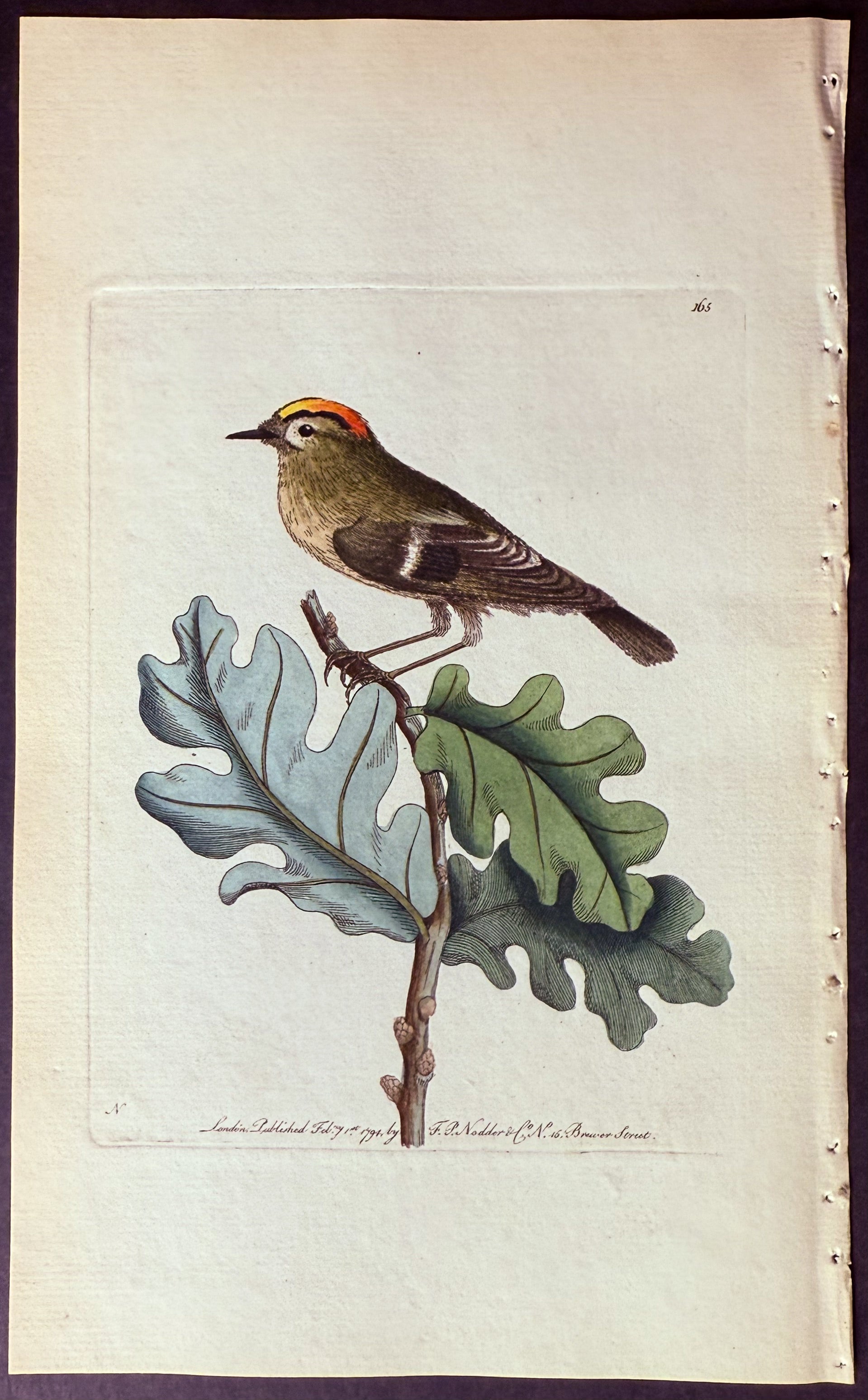 Golden-crowned Wren