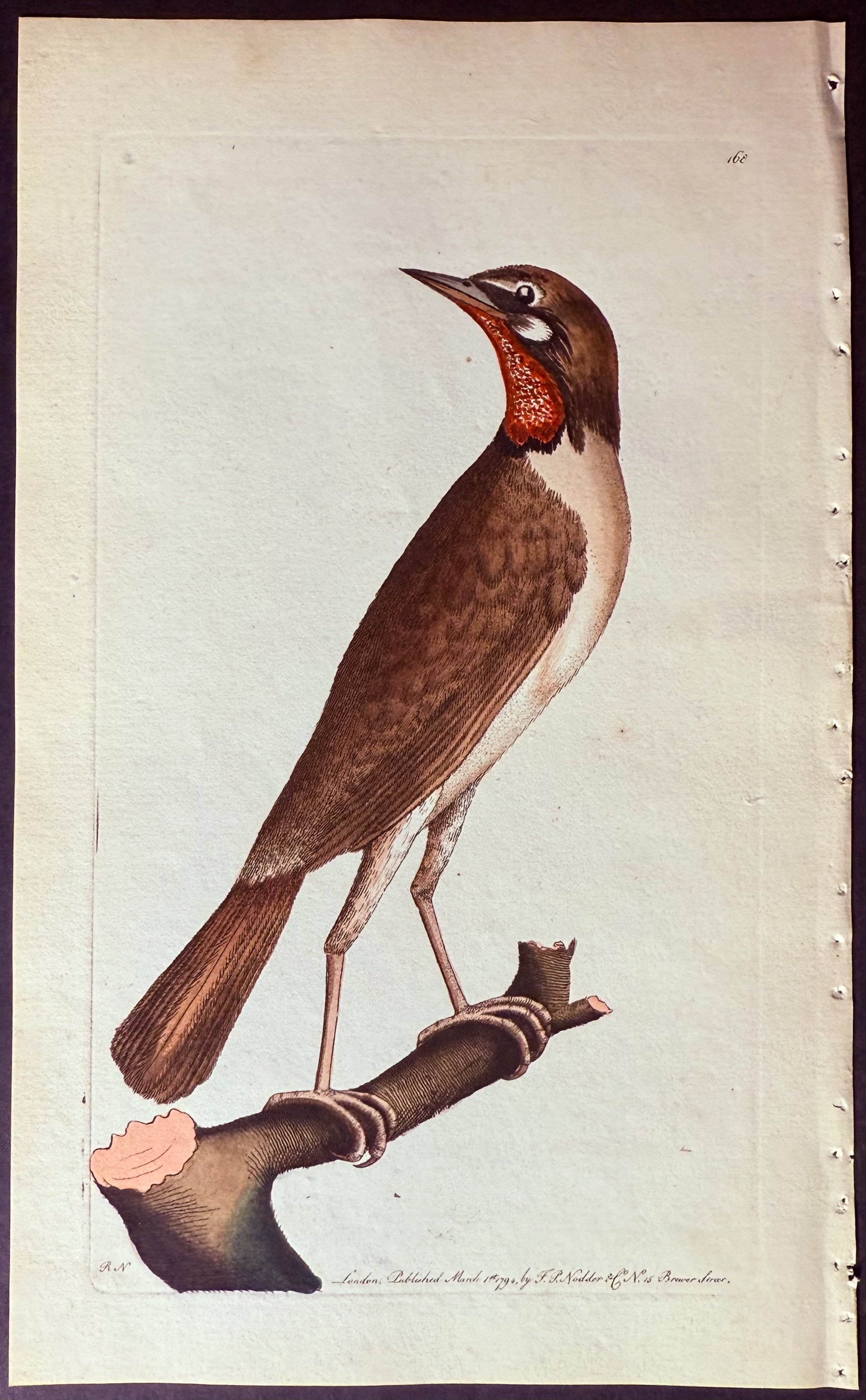Ruby-throated Warbler