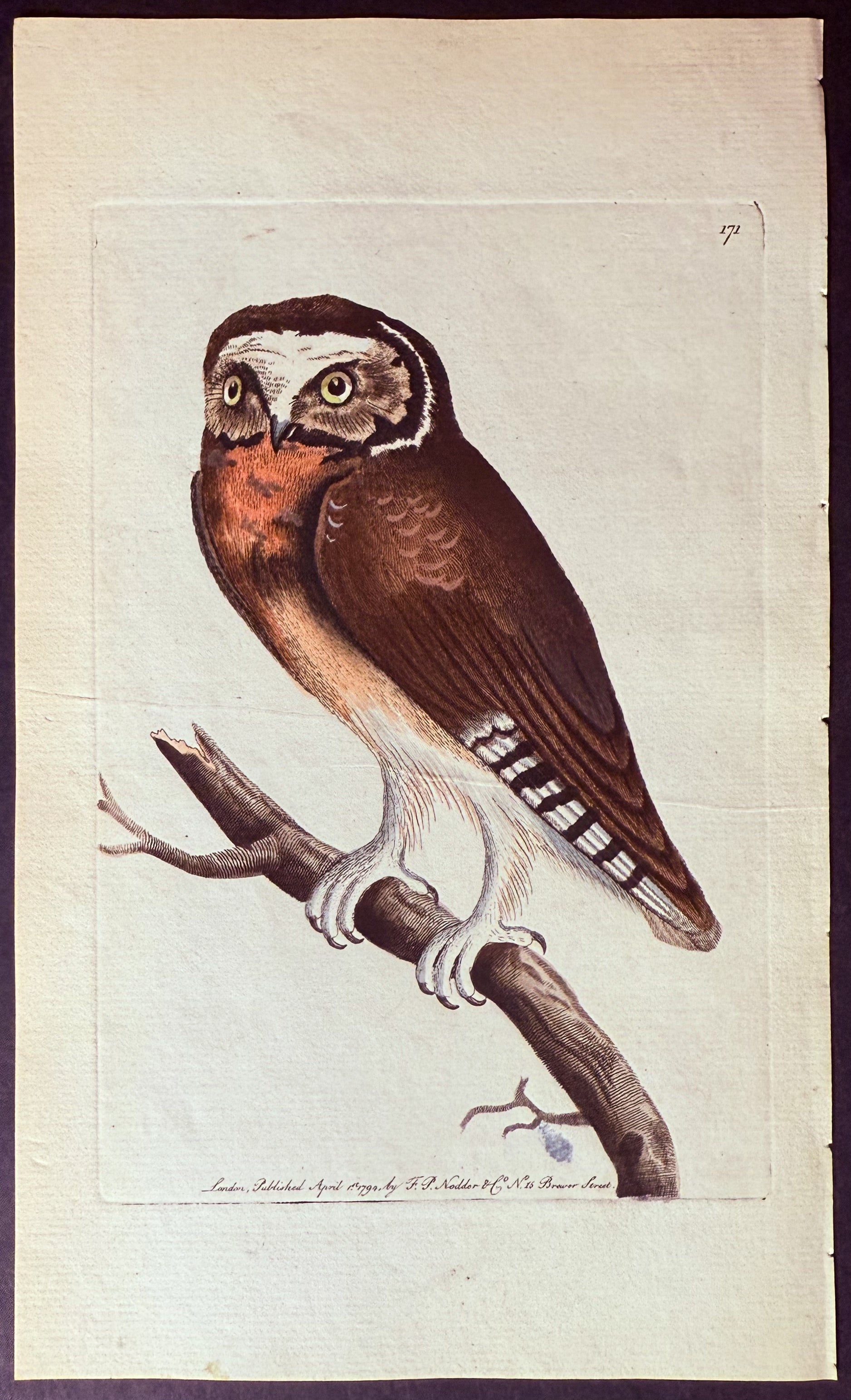 White-fronted Owl