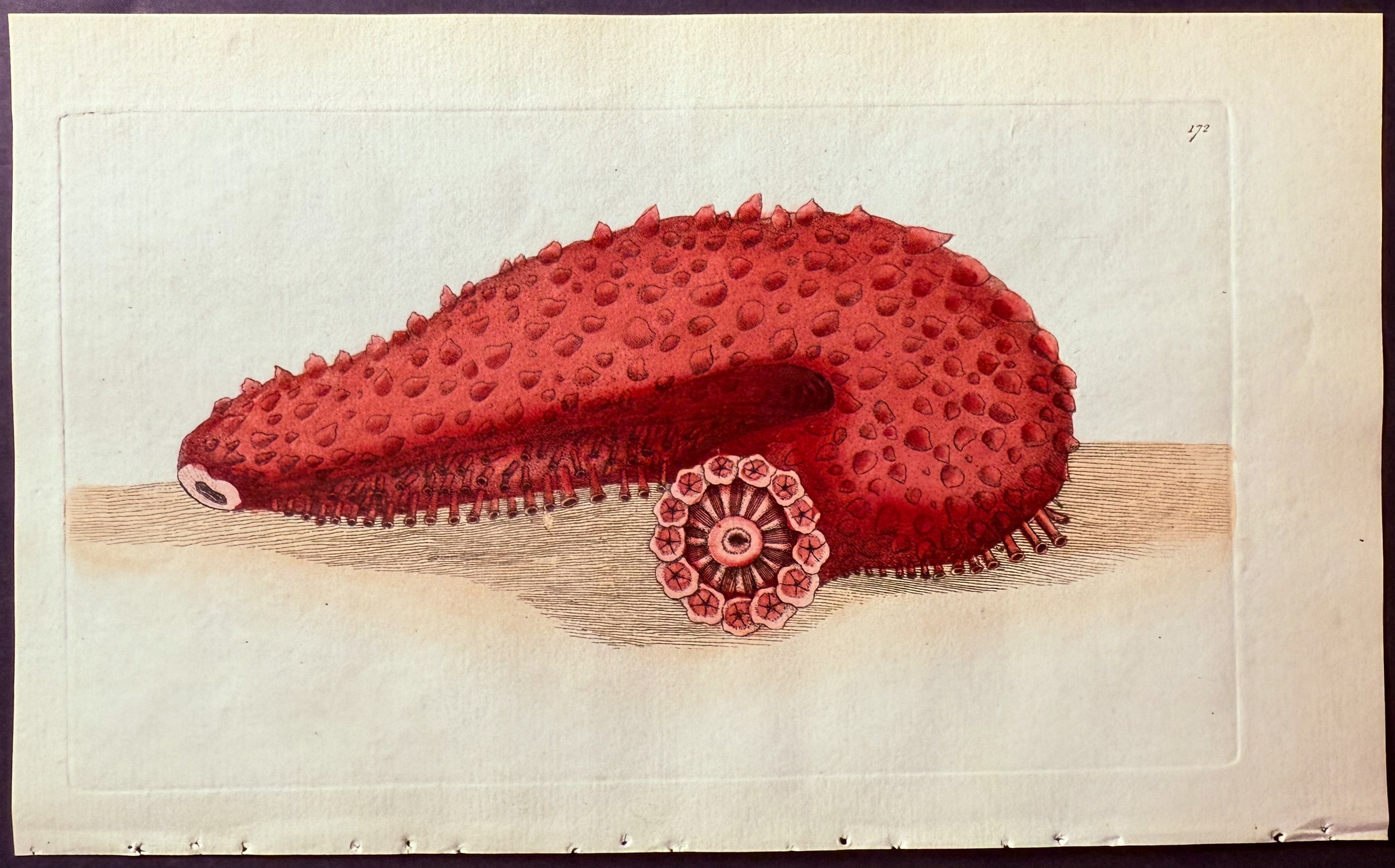Tremulous Holothuria